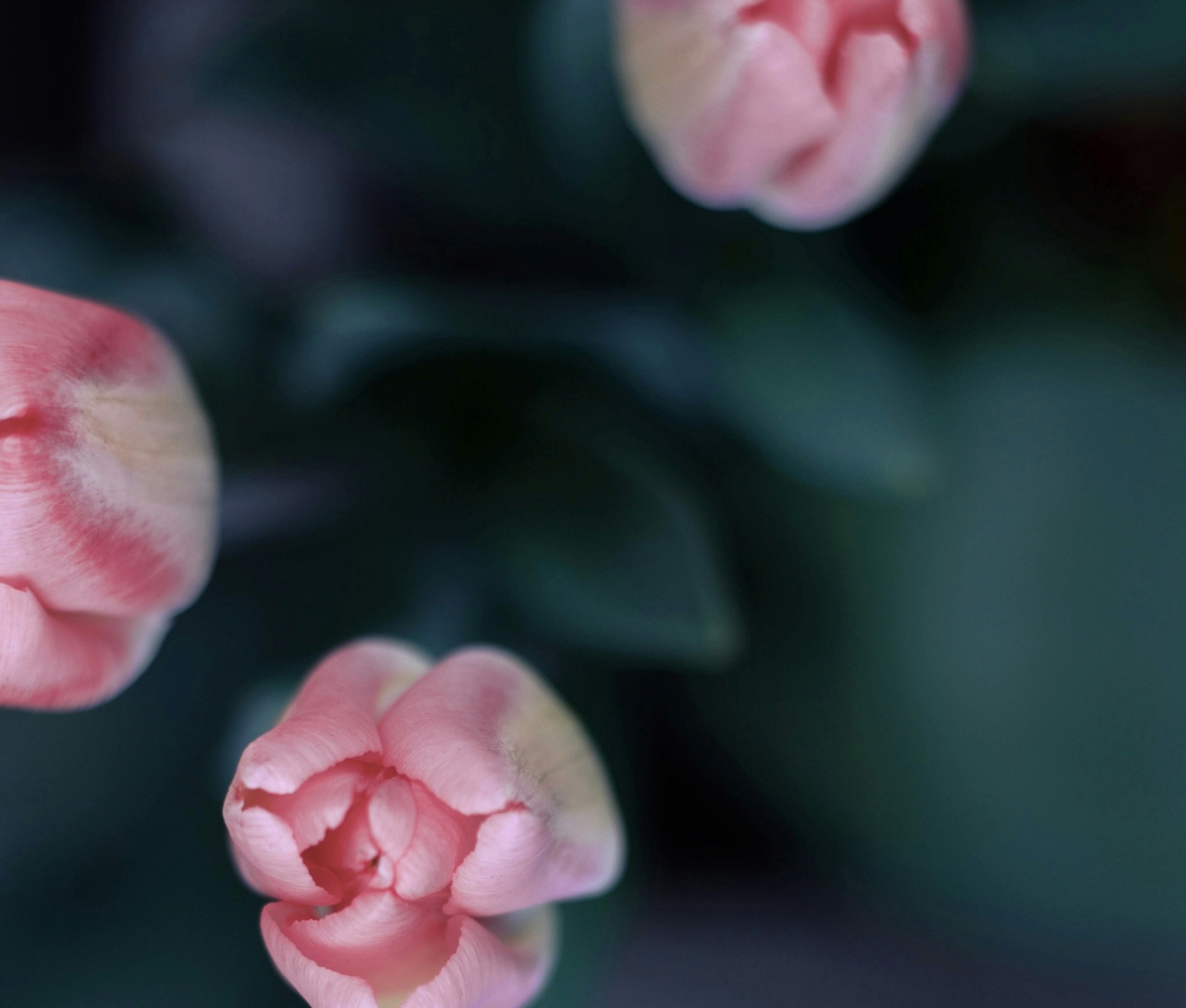 Tres brotes de tulipanes rosas dispuestos en un suave desenfoque