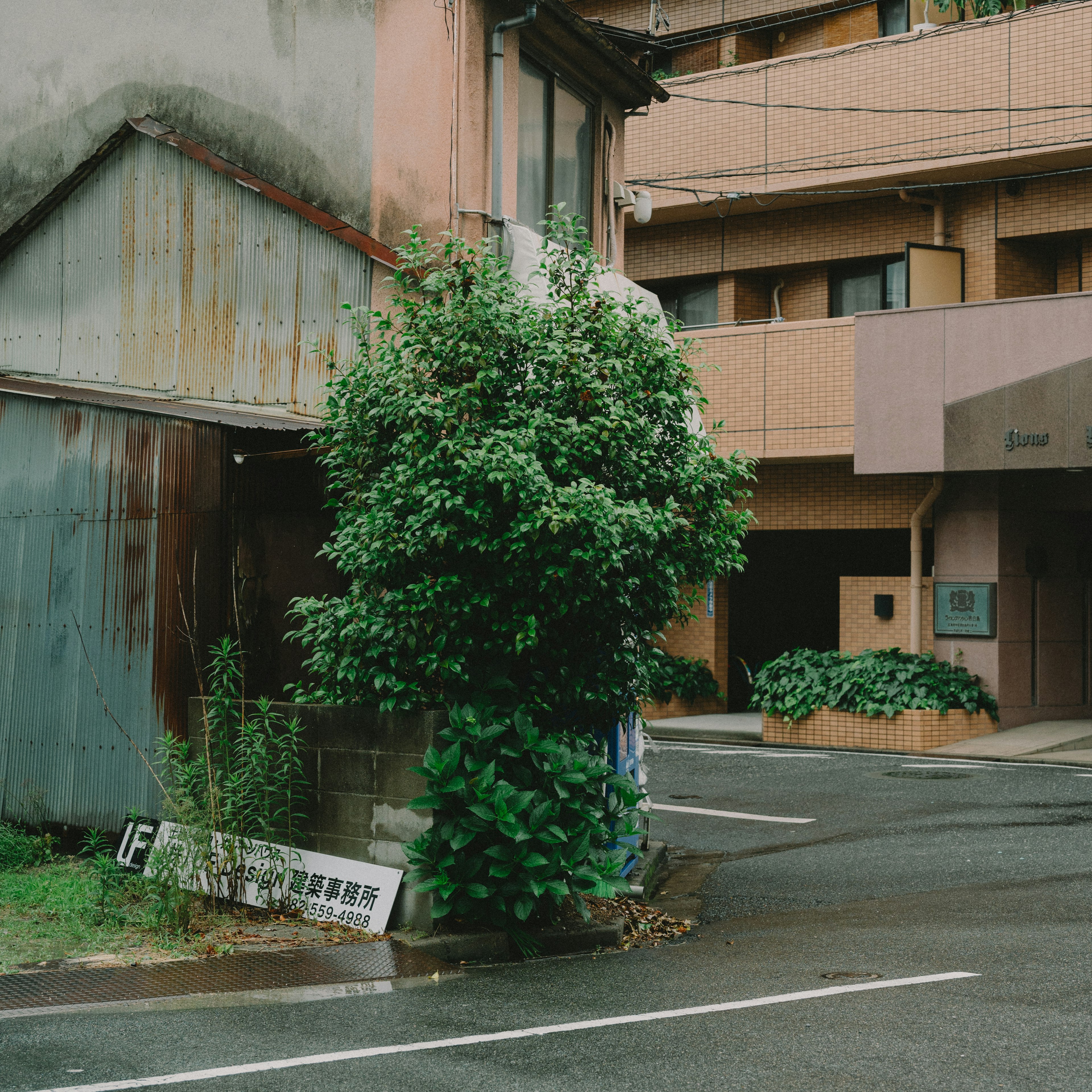 A lush green tree at the intersection of an old building and a modern structure