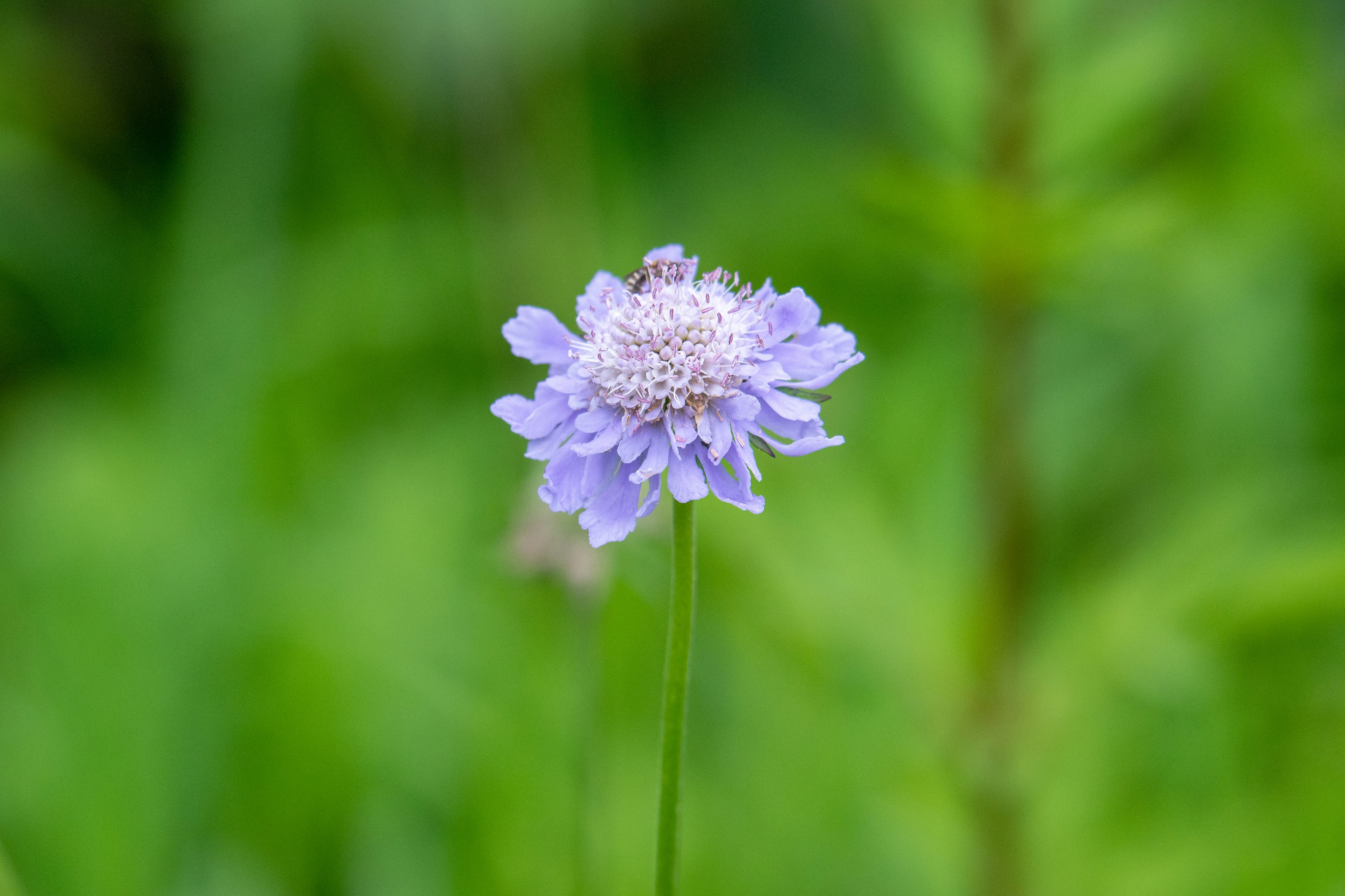 Eine lila Blume blüht vor einem grünen Hintergrund