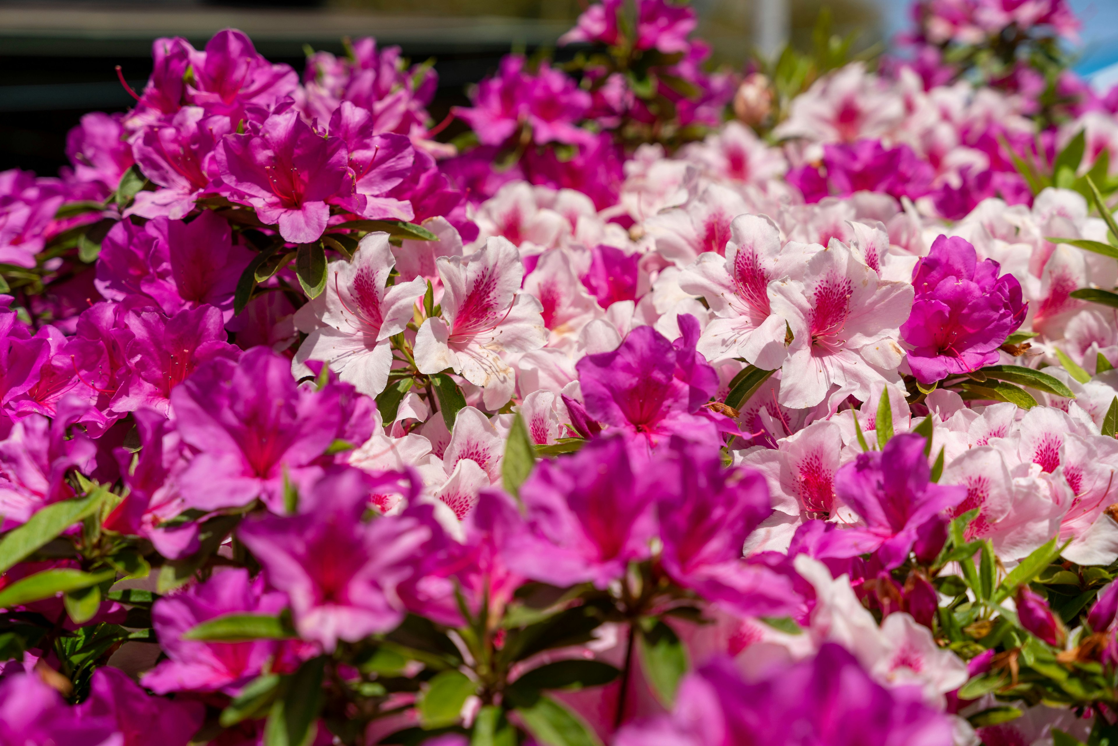 ดอกอะซาเลียที่มีสีสันสดใสในเฉดสีชมพูและขาว