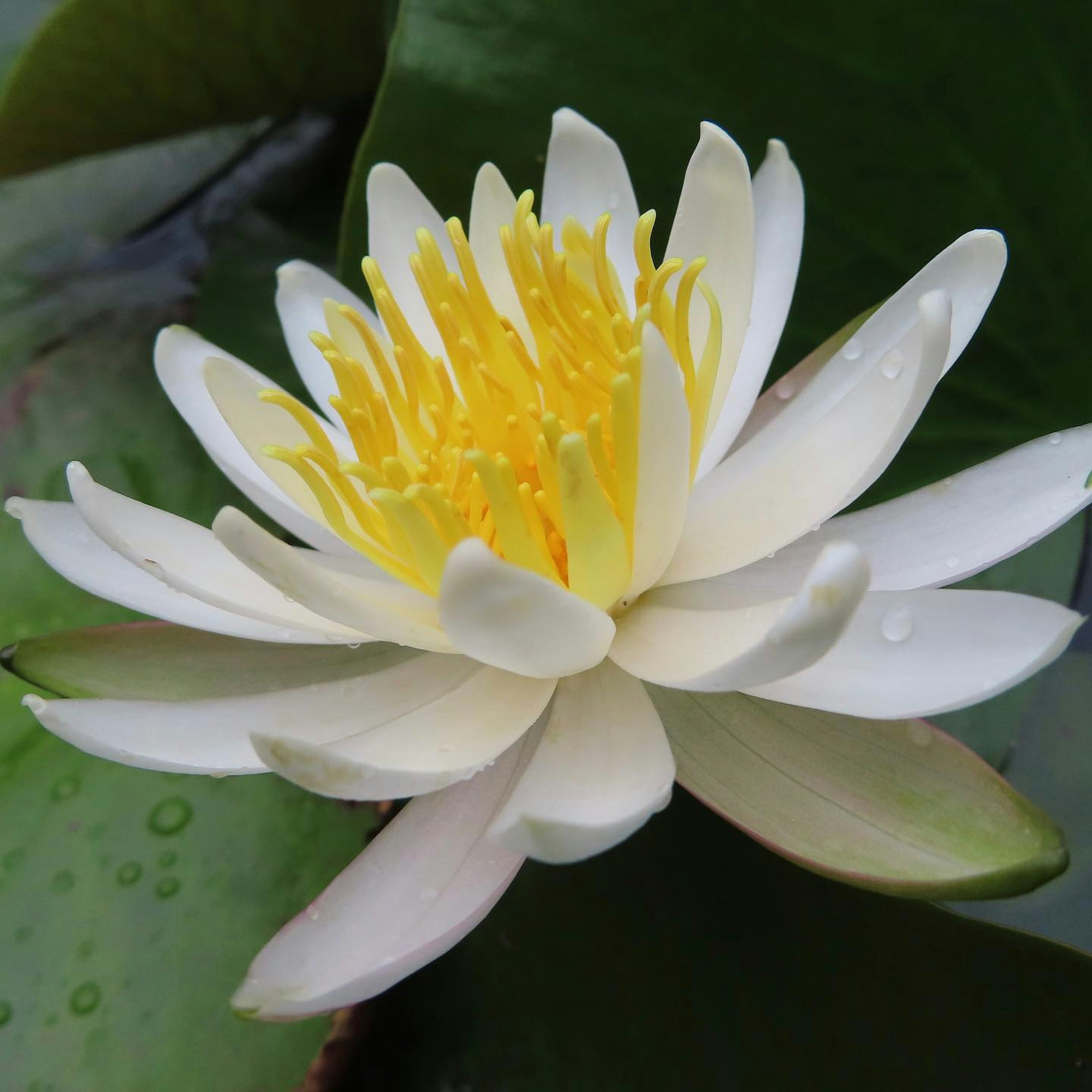 Una hermosa flor de lirio blanco flotando sobre hojas verdes