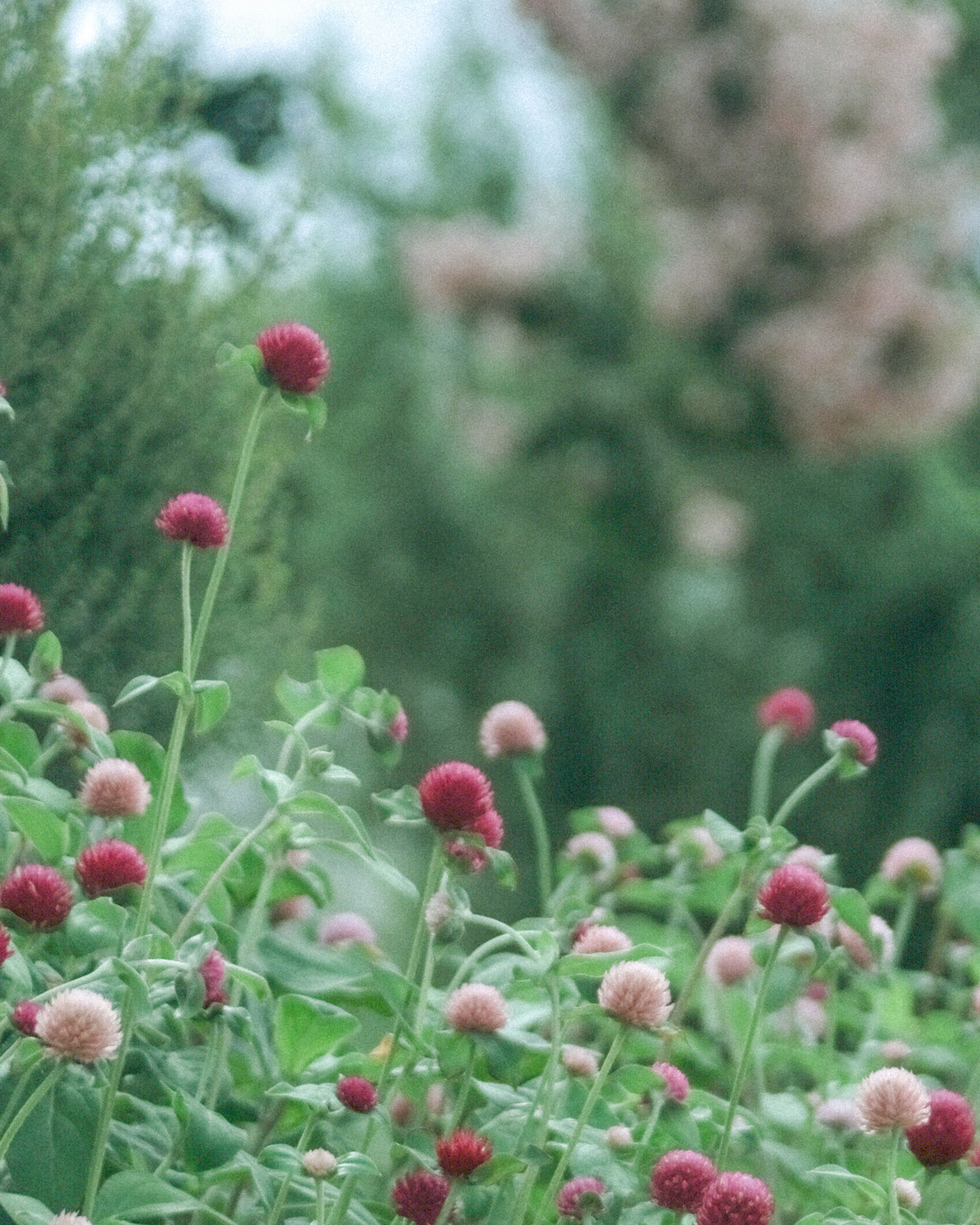 Scène de jardin luxuriant avec des fleurs rondes rouges et roses