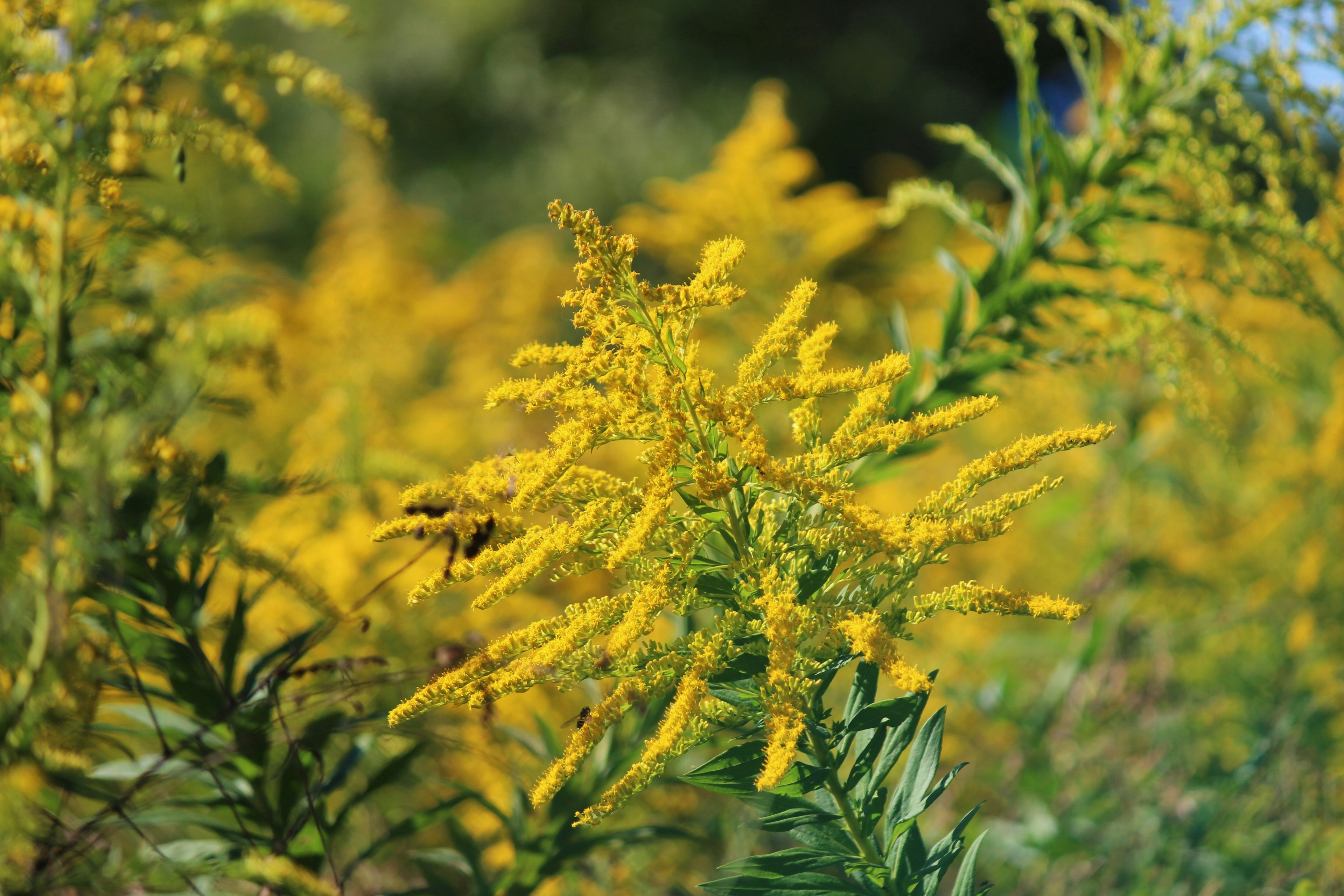 Nahaufnahme von lebhaften gelben Blumen an einer Pflanze