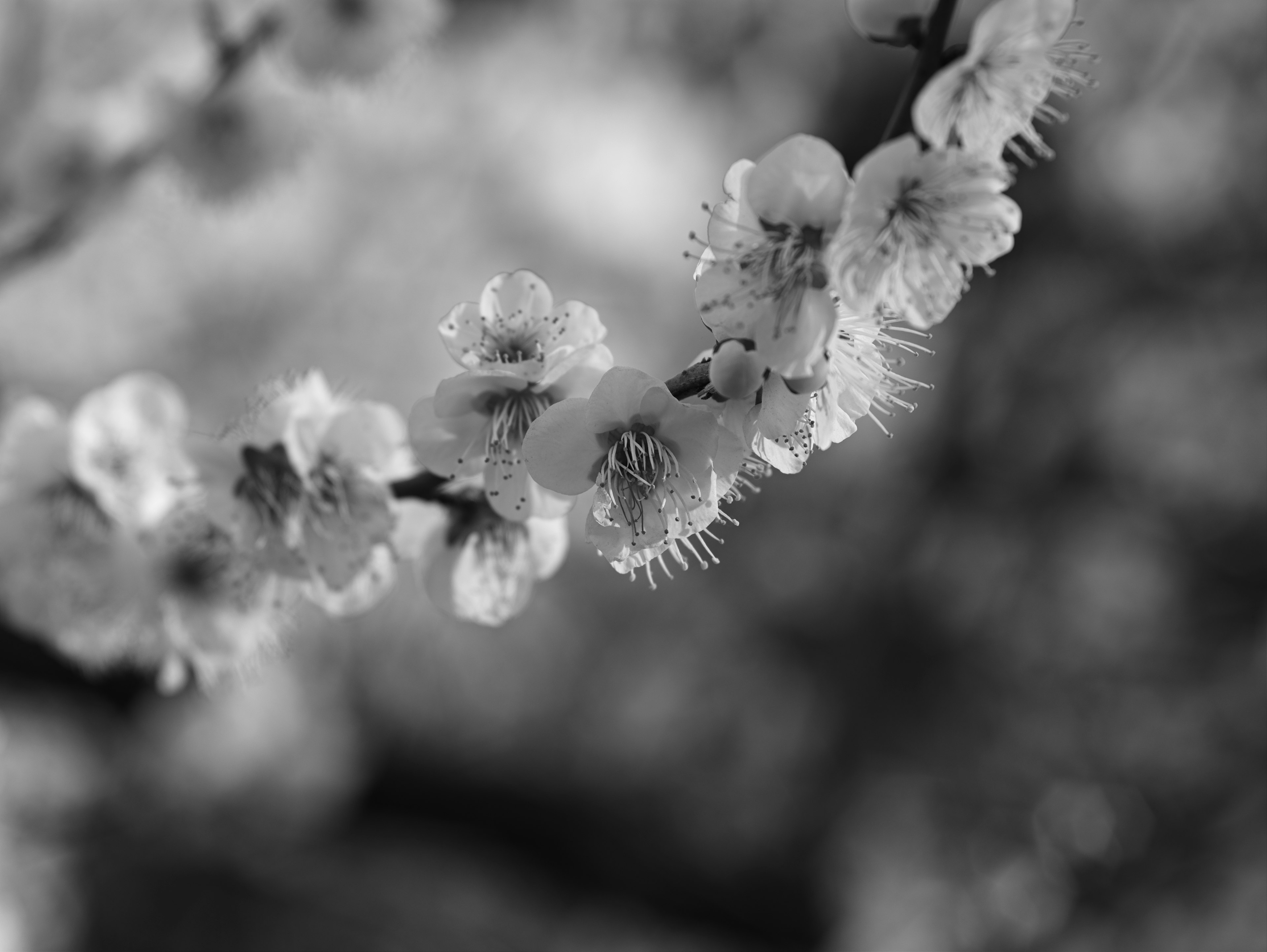 Acercamiento de flores en blanco y negro que muestran pétalos y brotes delicados