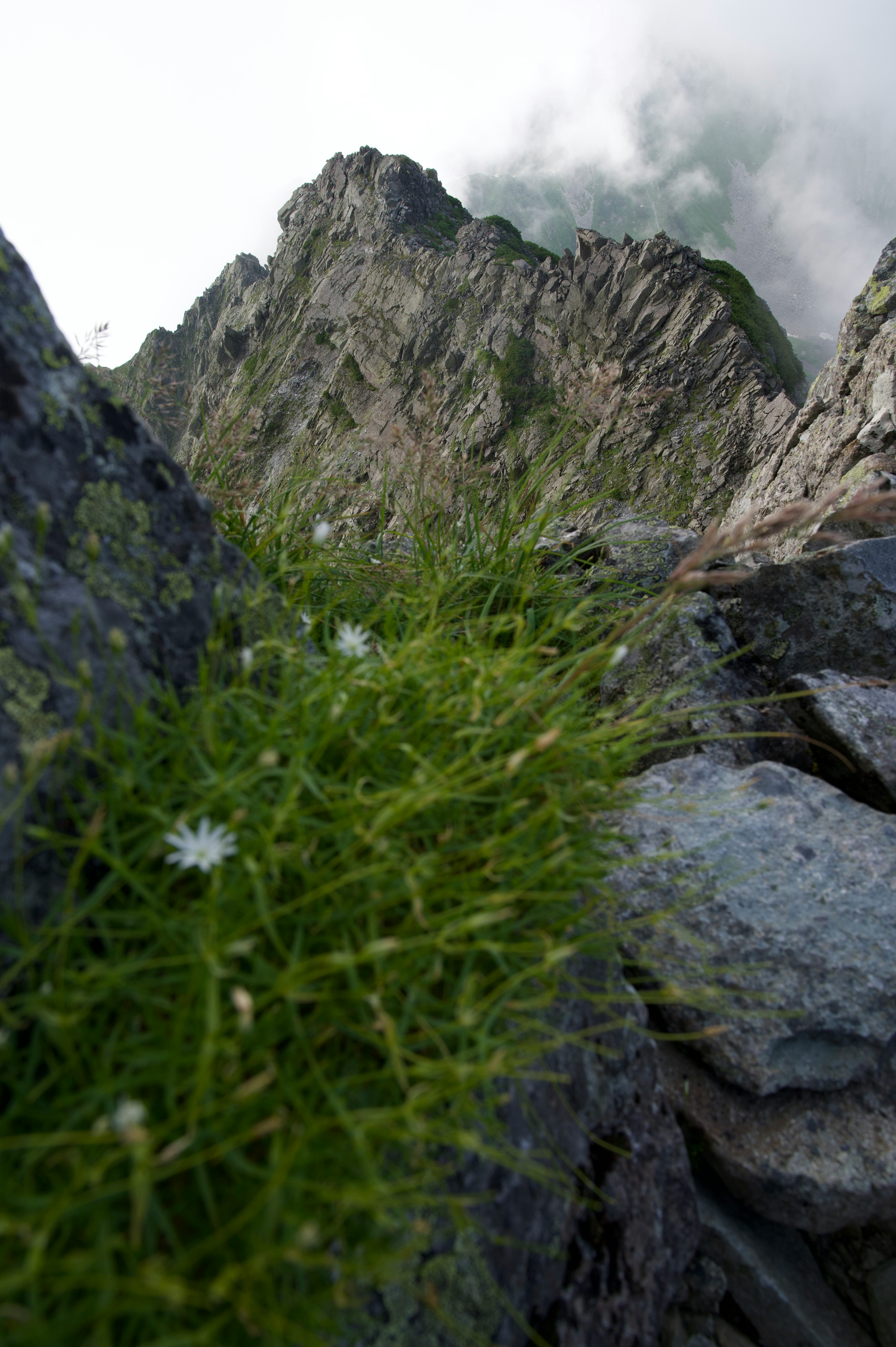 Mountain landscape with green grass and white flowers growing between rocks