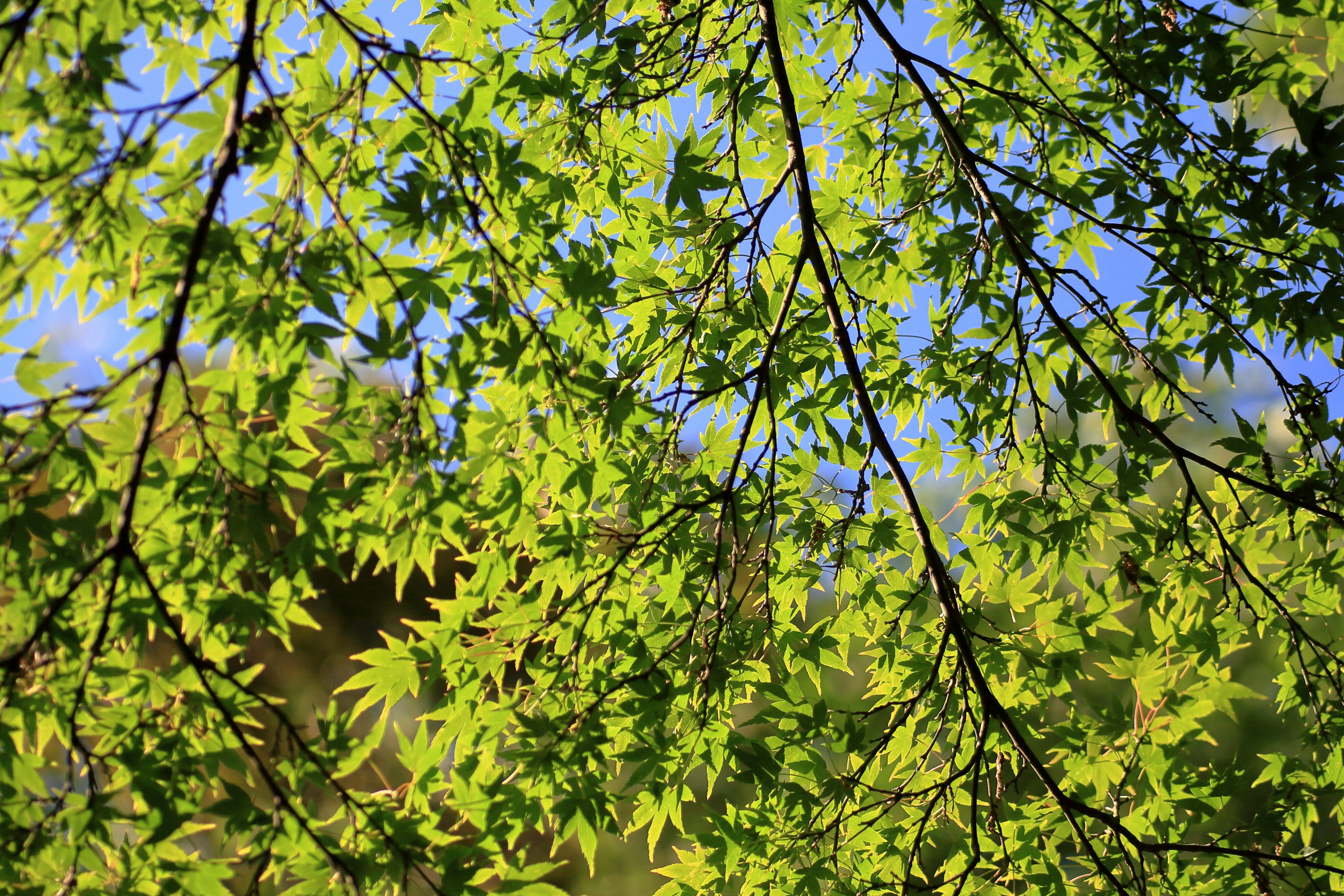 Fresh green maple leaves against a blue sky