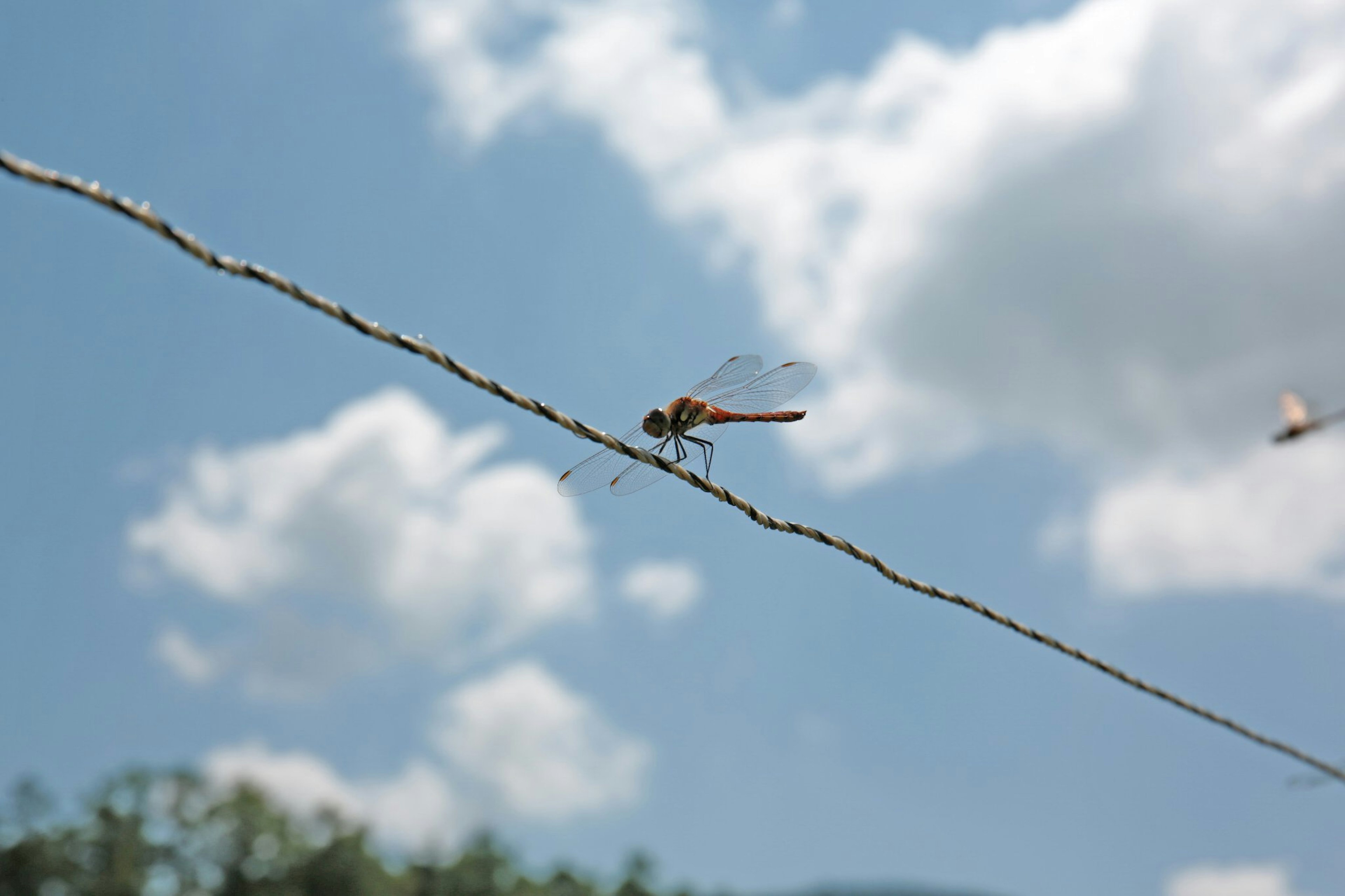 Libelle, die auf einem dünnen Draht sitzt, vor einem Hintergrund aus blauem Himmel und flauschigen Wolken