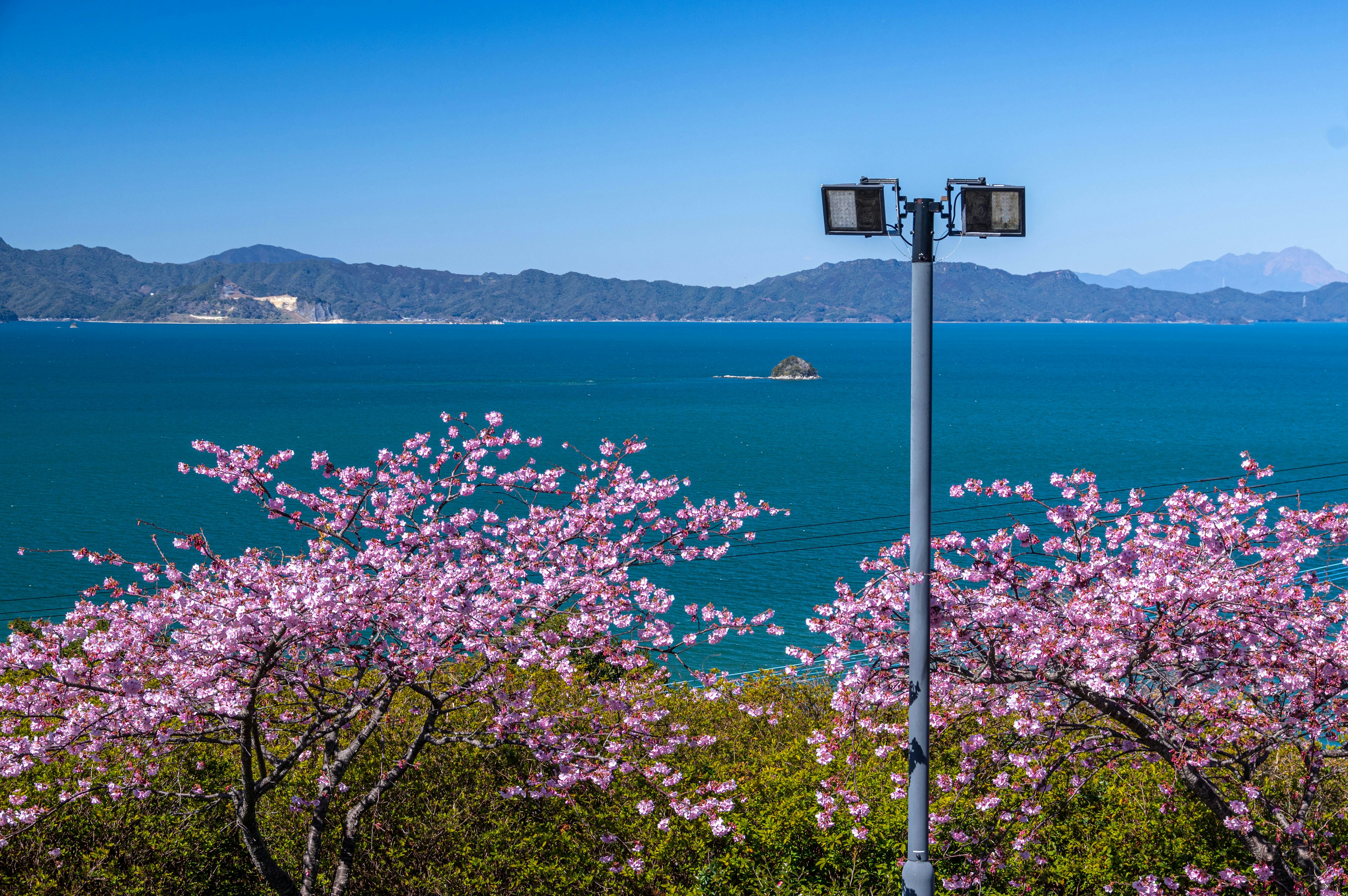 Scenic view of cherry blossoms with a blue sea and a streetlight