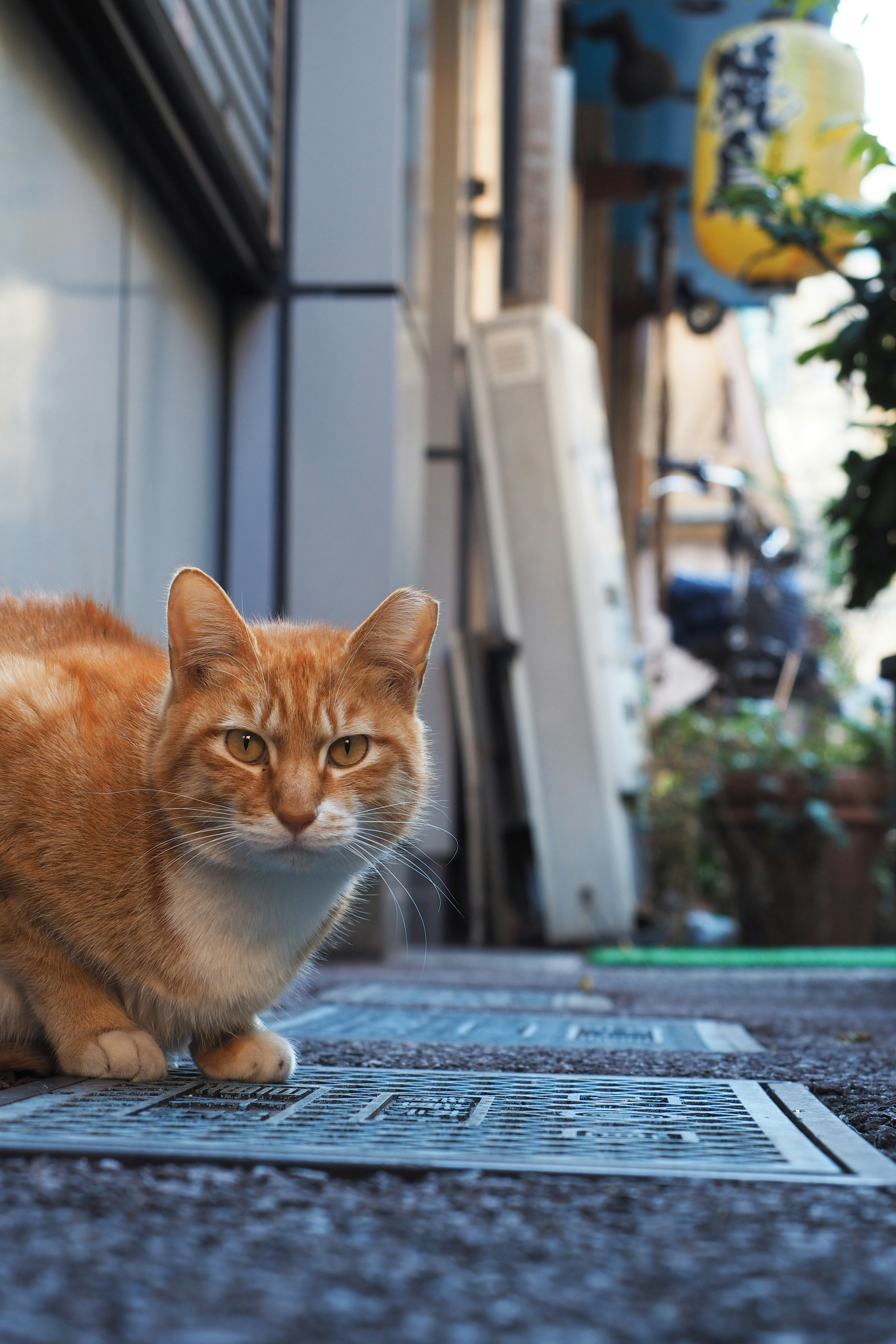 An orange cat staring in a narrow street alley