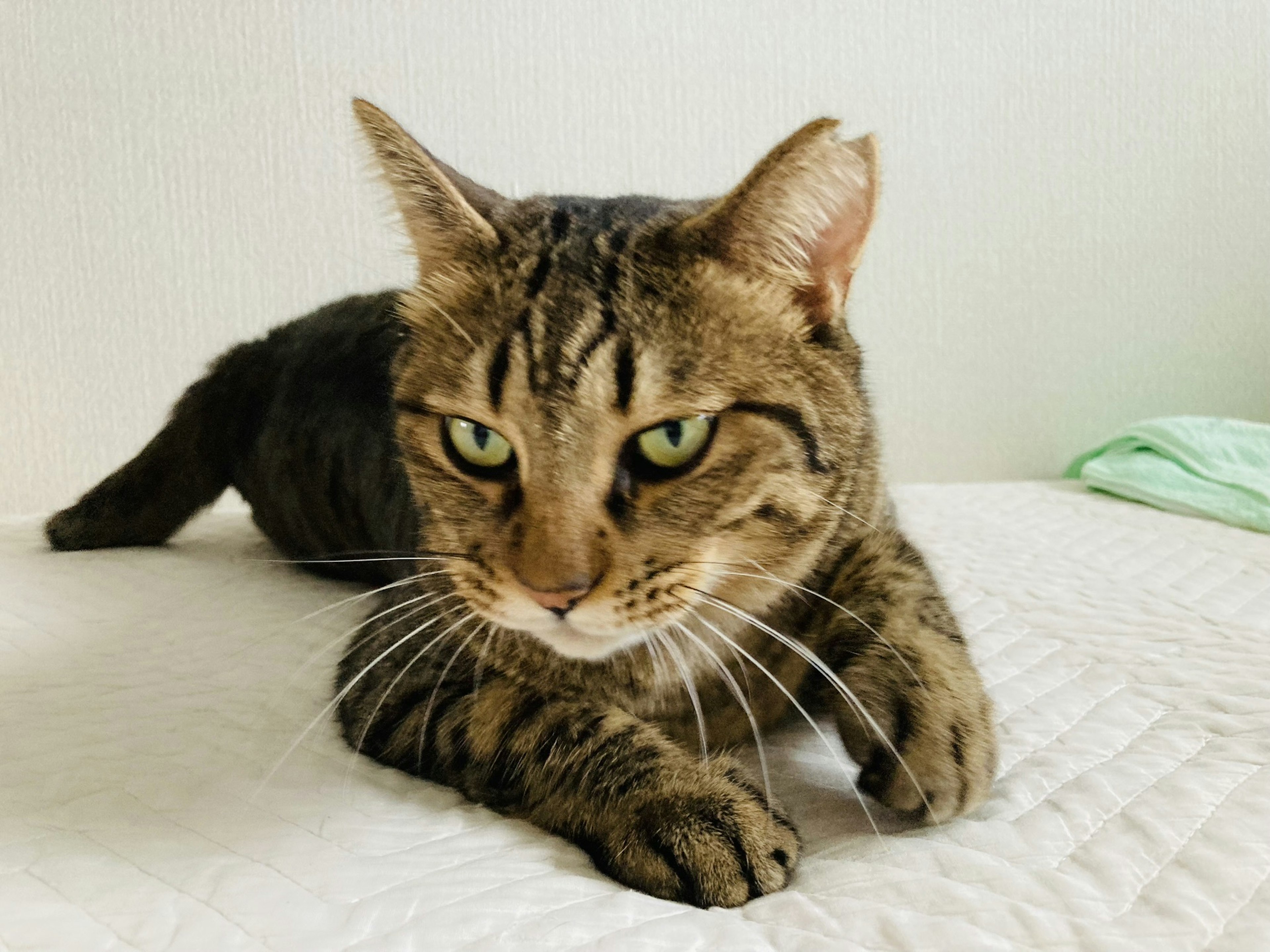 A brown tabby cat lounging on a bed