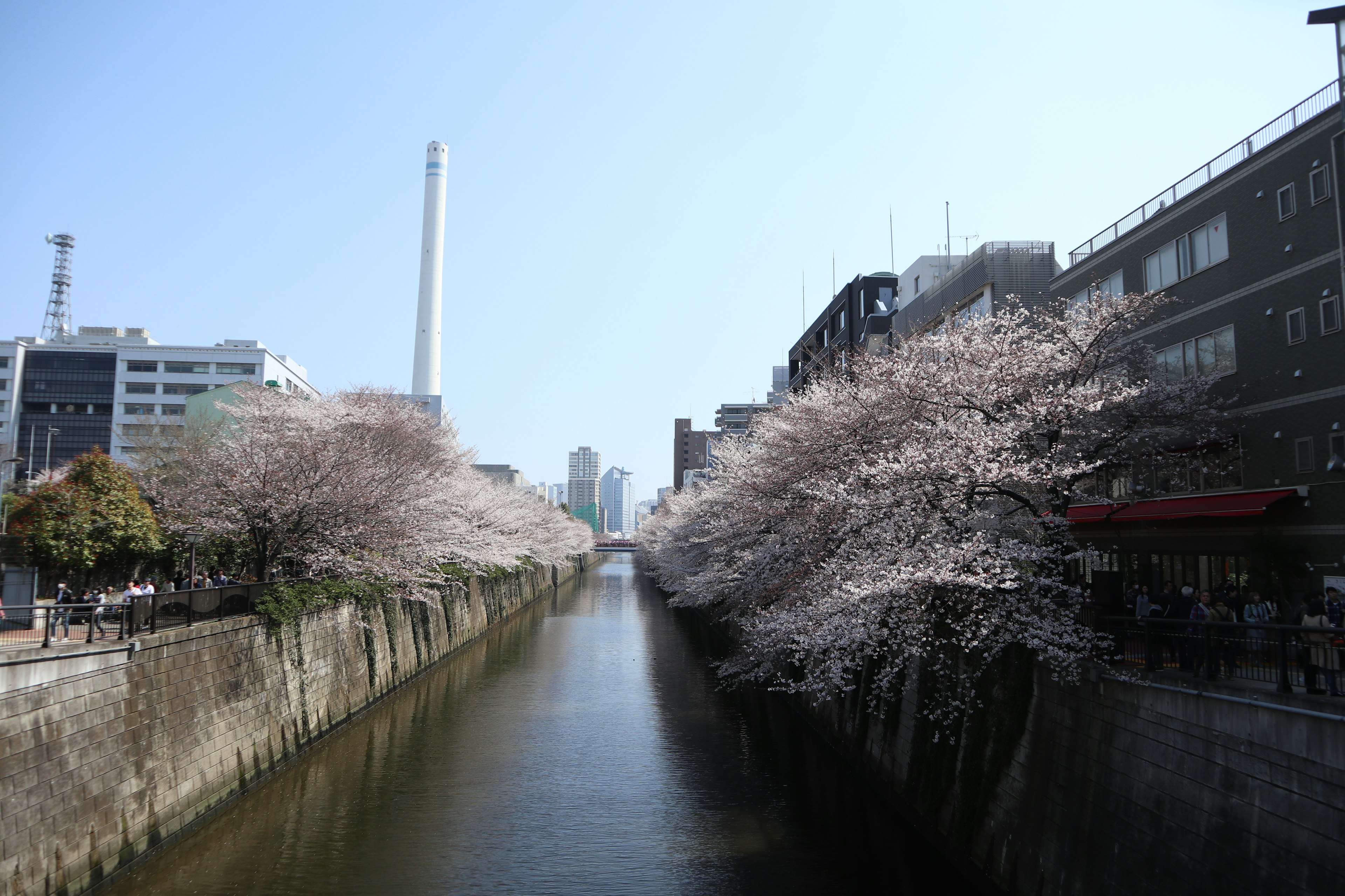 桜の木が並ぶ運河の風景と青空