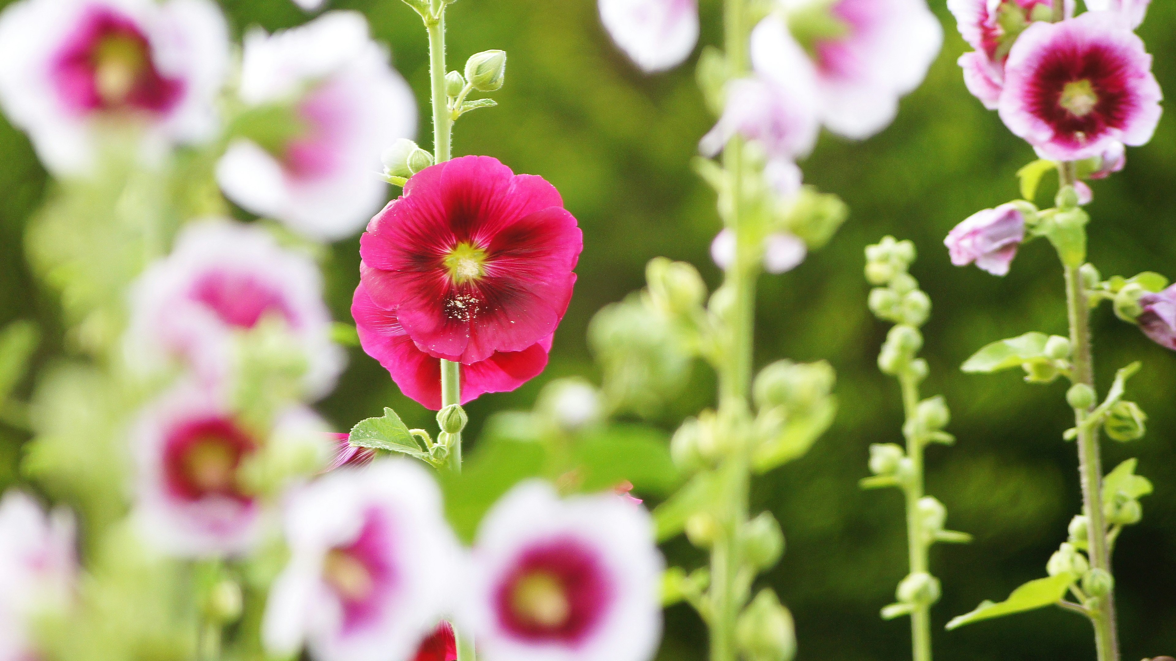 Bunga merah cerah di ladang hollyhock dengan kelopak merah muda dan putih