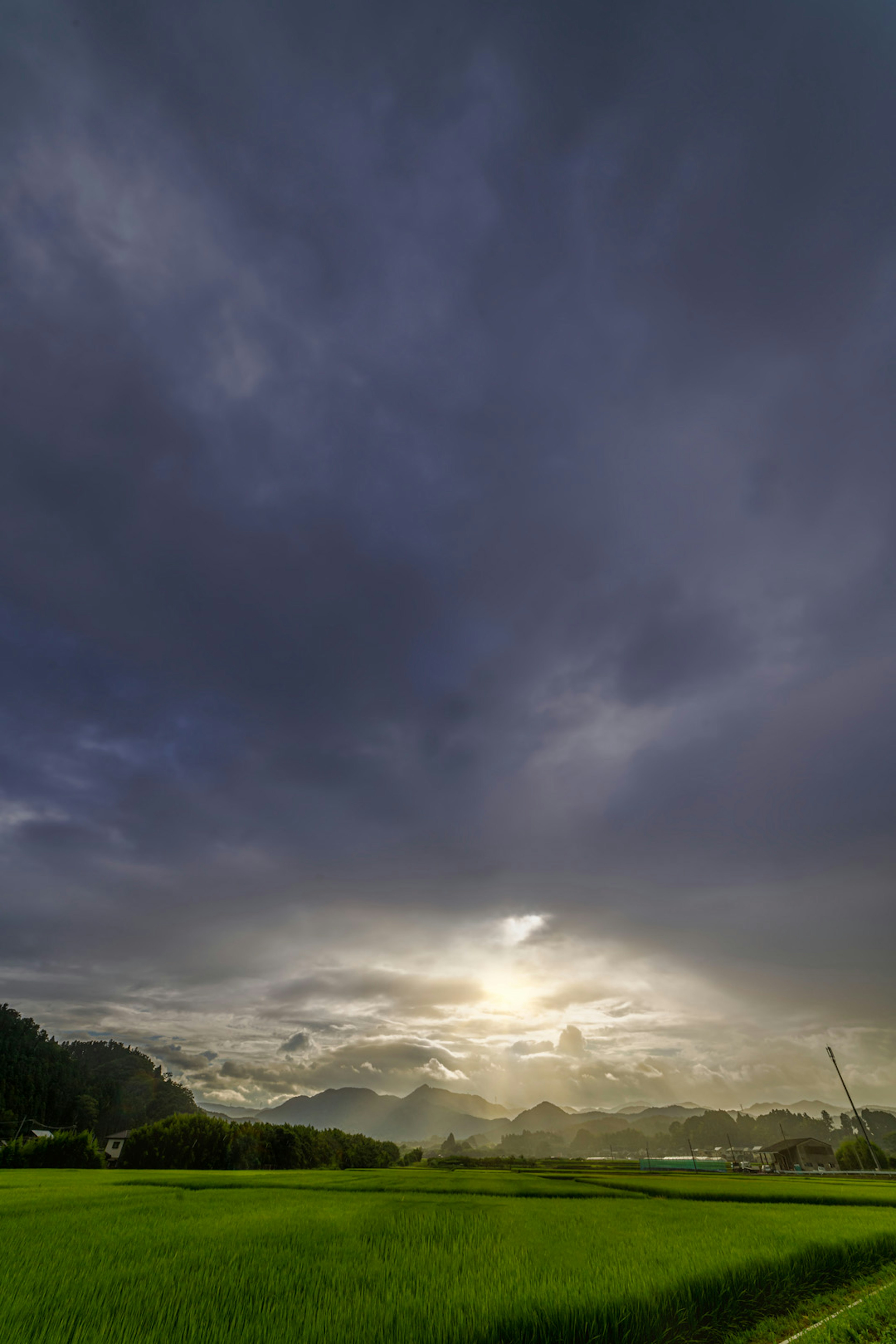 Lush green rice fields under a dramatic cloudy sky