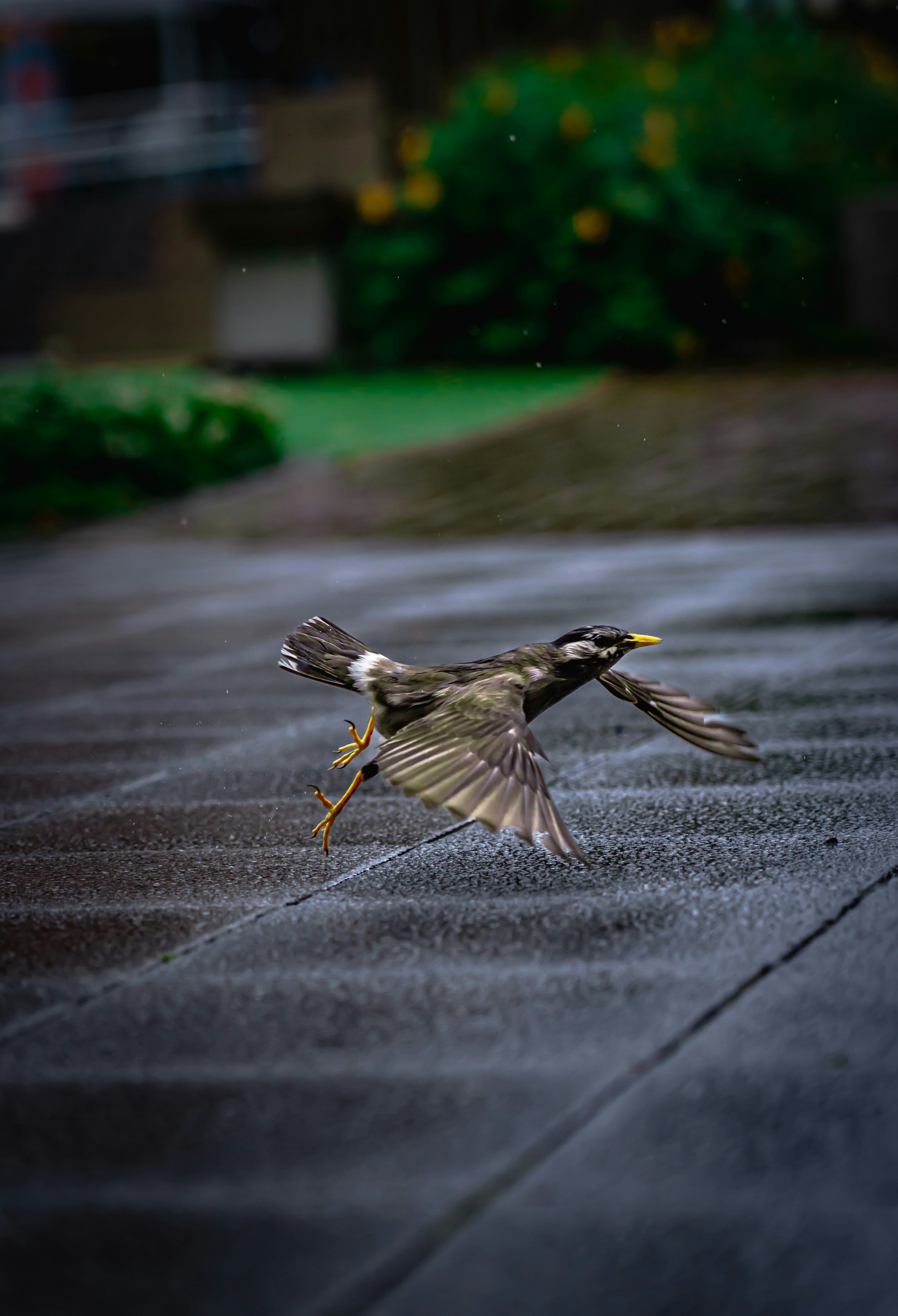 A bird flying in the rain captured in the image