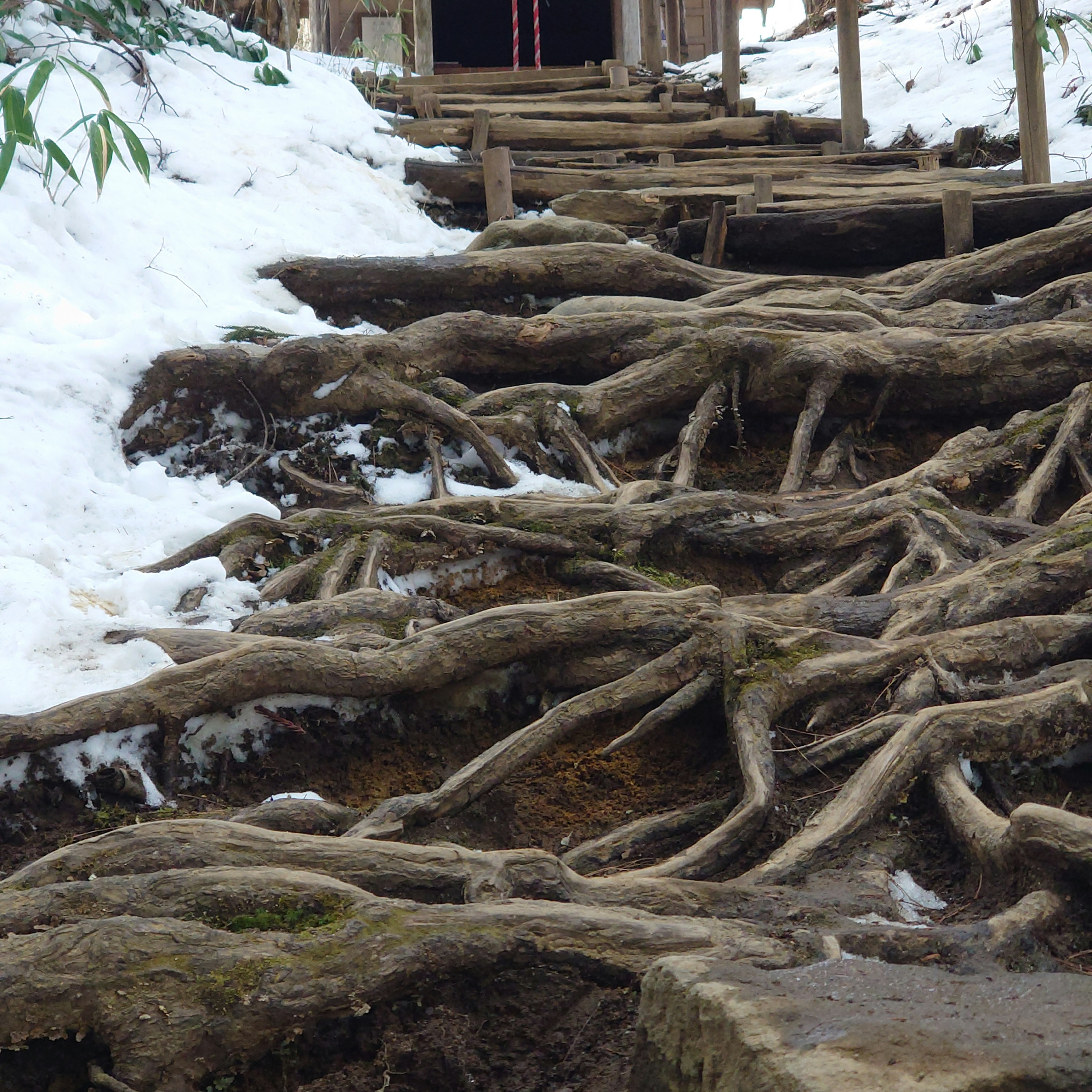 雪に覆われた根のある階段風景