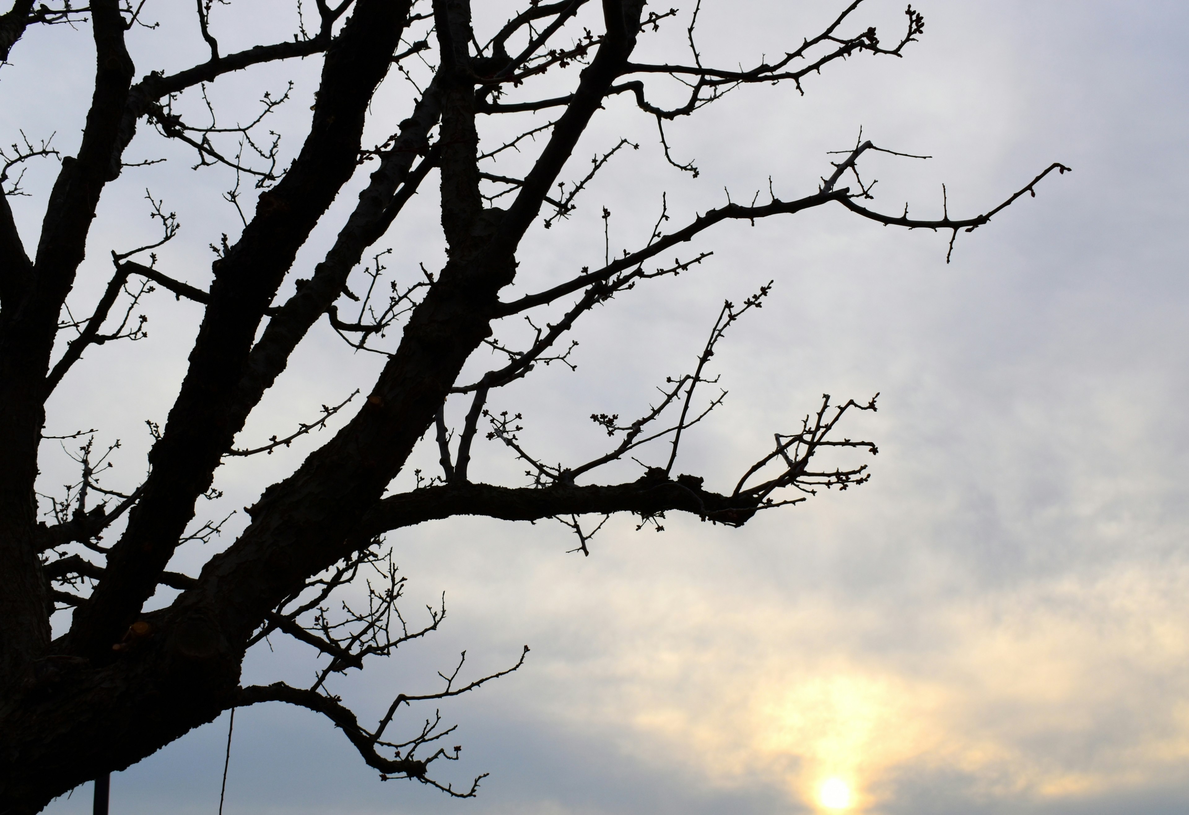 Silhouette of branches against a sunset sky