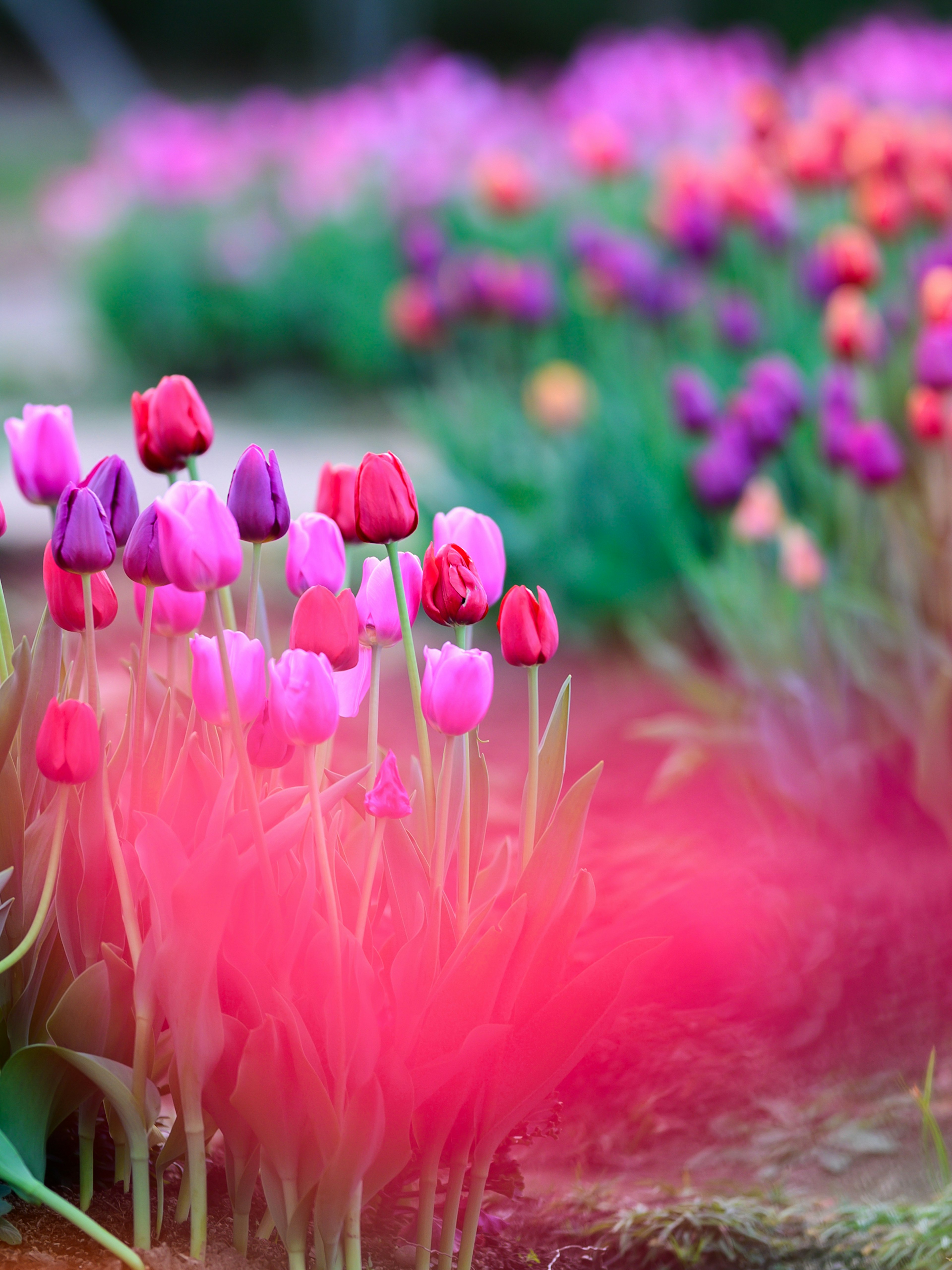 Tulipanes coloridos floreciendo en un jardín