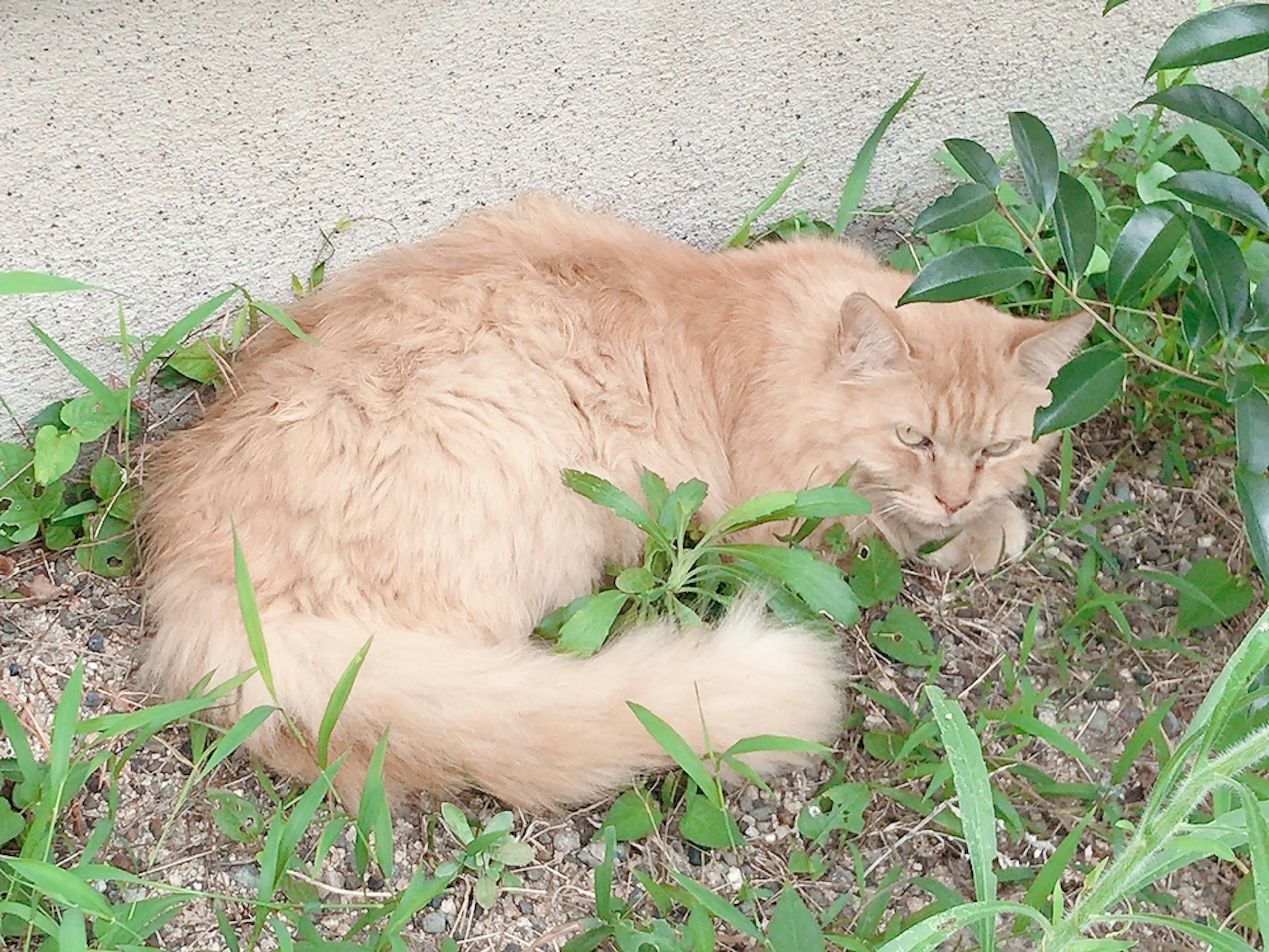 Gato naranja durmiendo entre la hierba verde