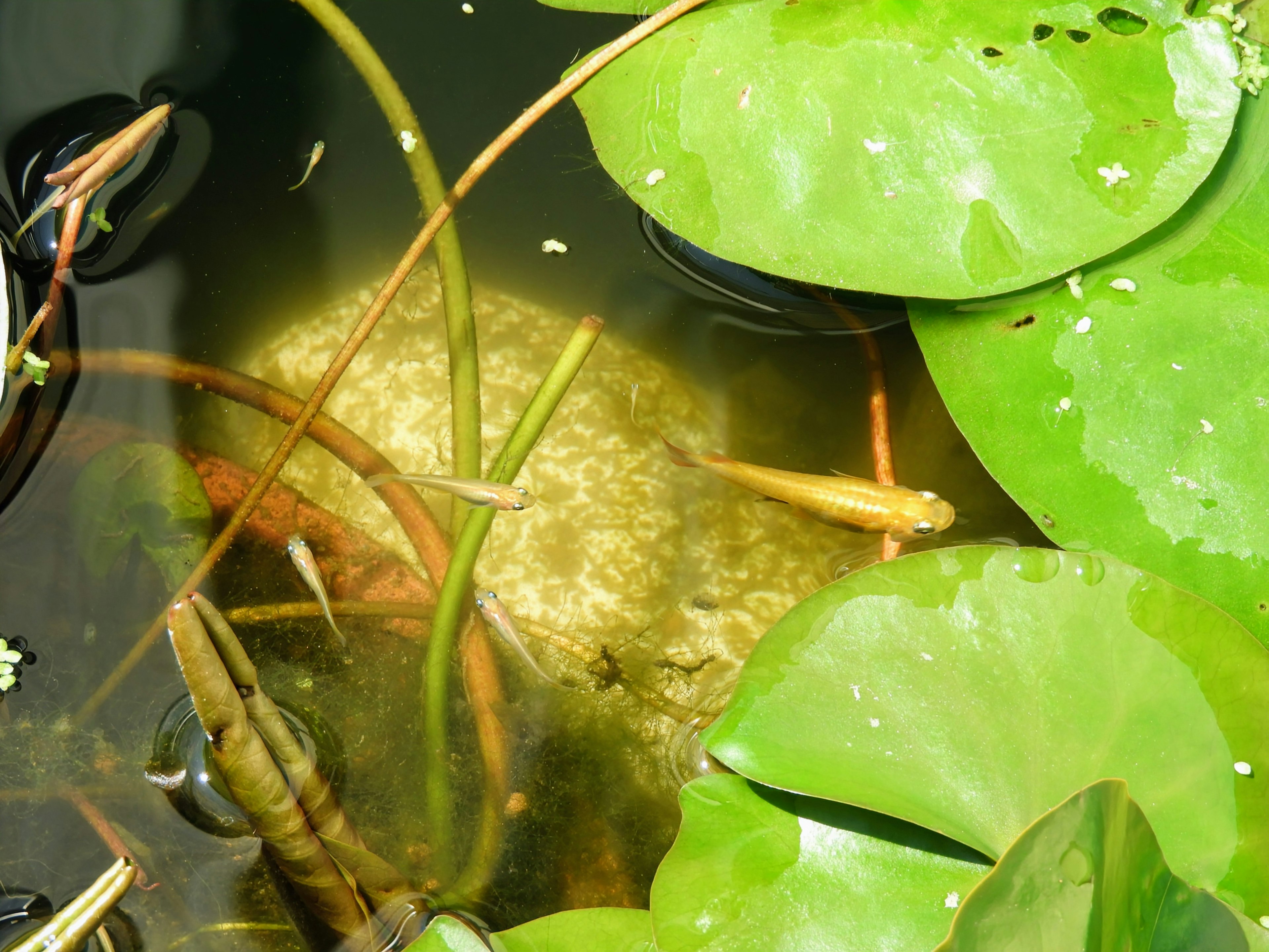 A pond scene featuring fish and aquatic plants beneath the water surface