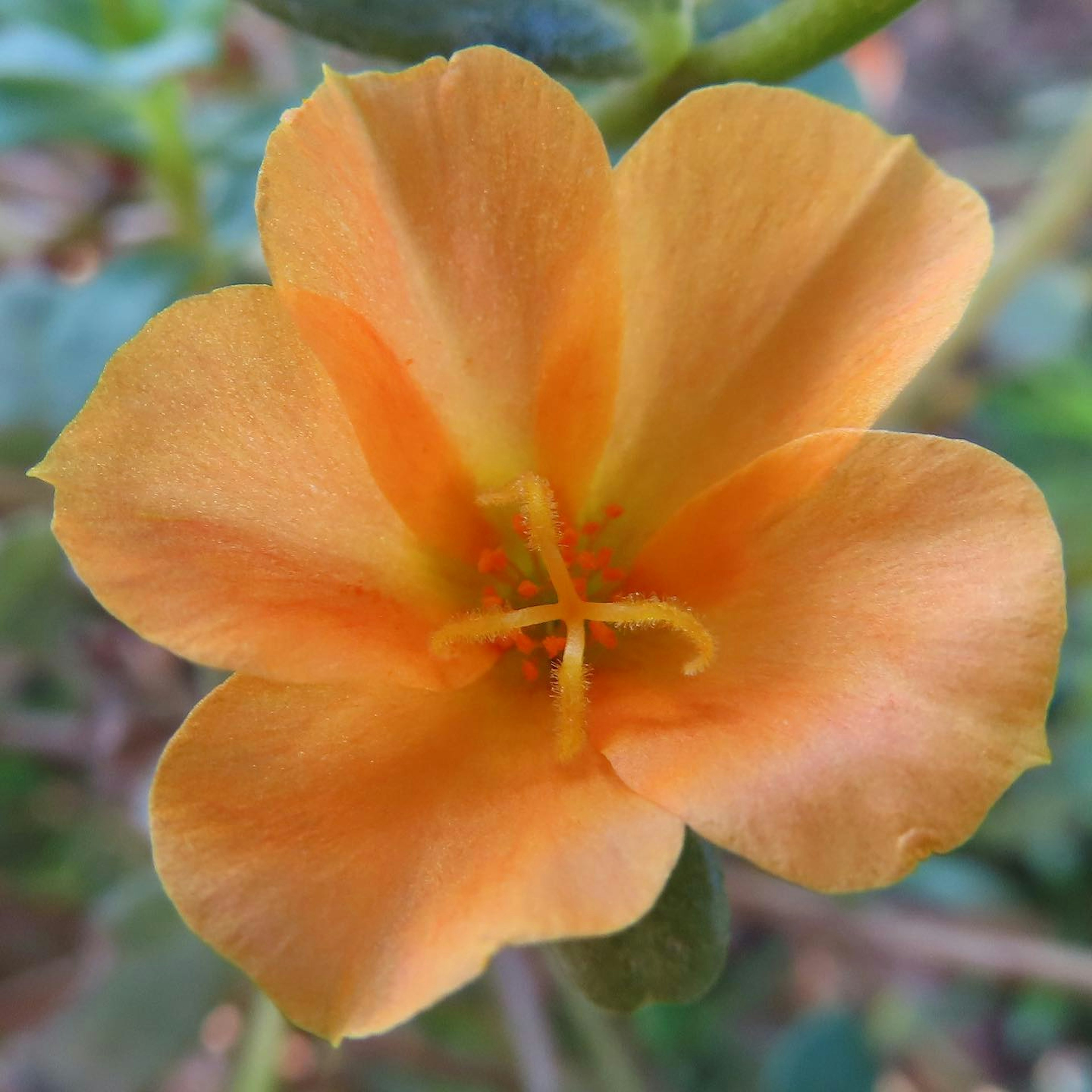 Nahaufnahme einer orangefarbenen Blume mit zarten Blütenblättern