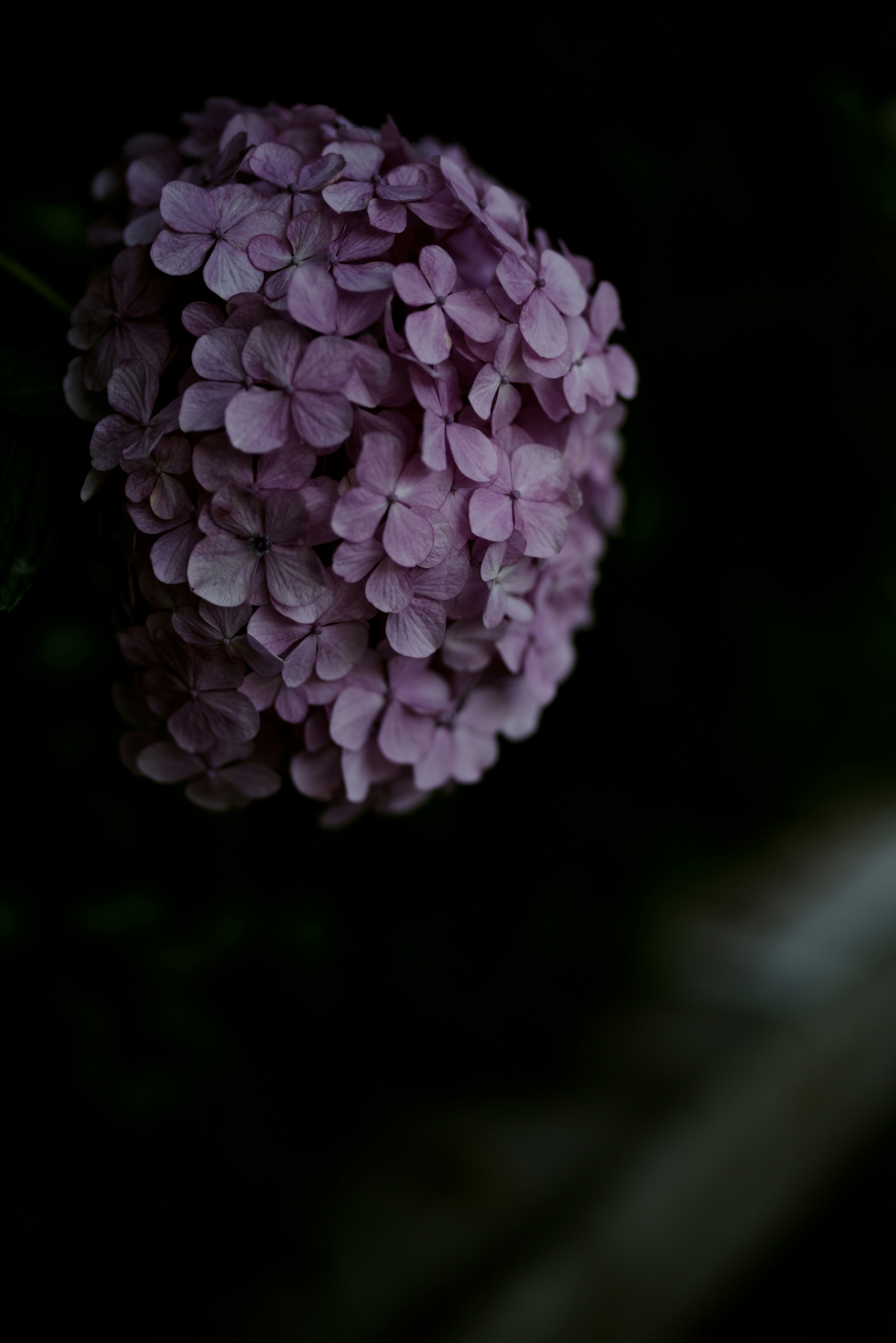 暗い背景に浮かぶ薄紫色の花の塊