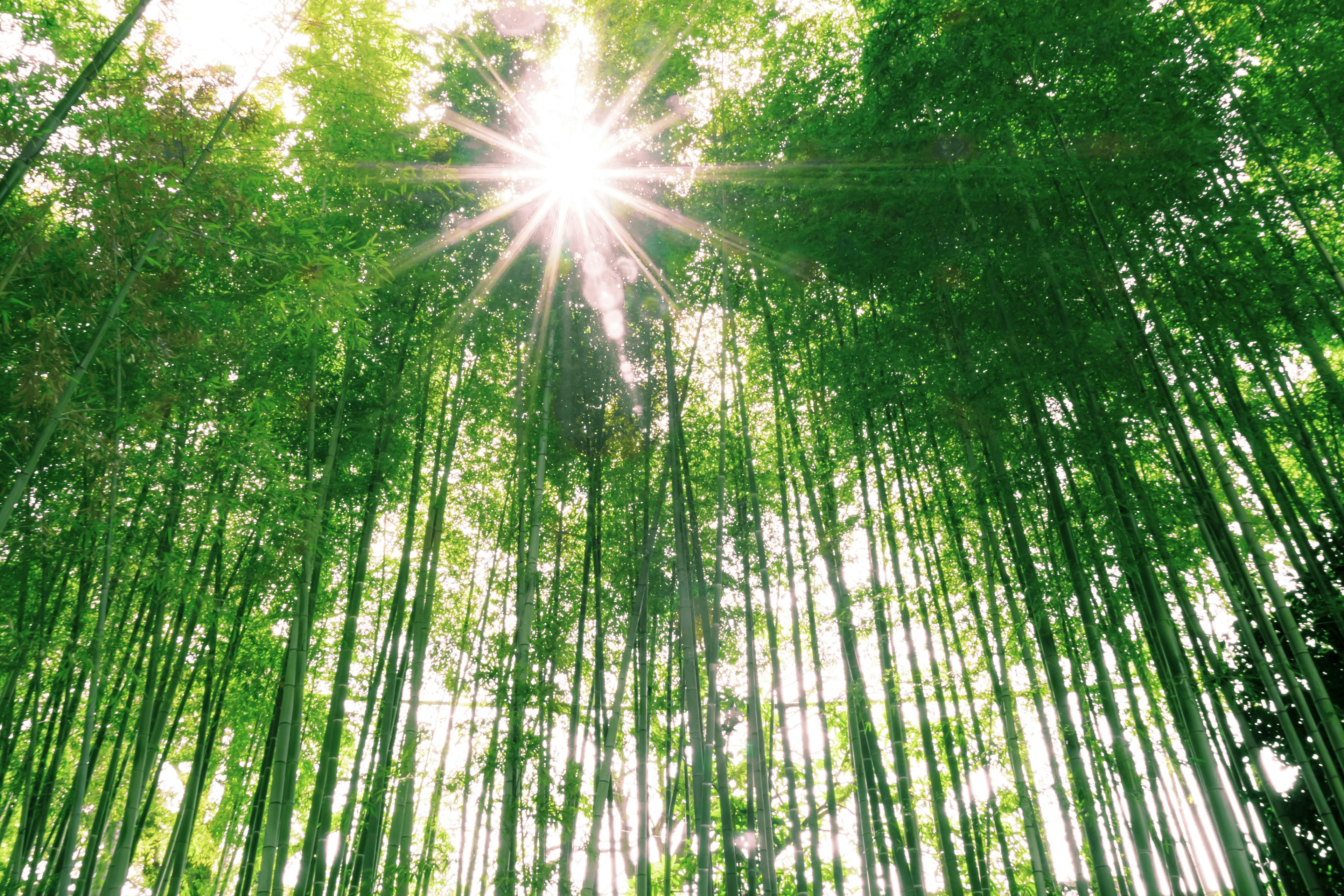 Sunlight streaming through a lush bamboo forest