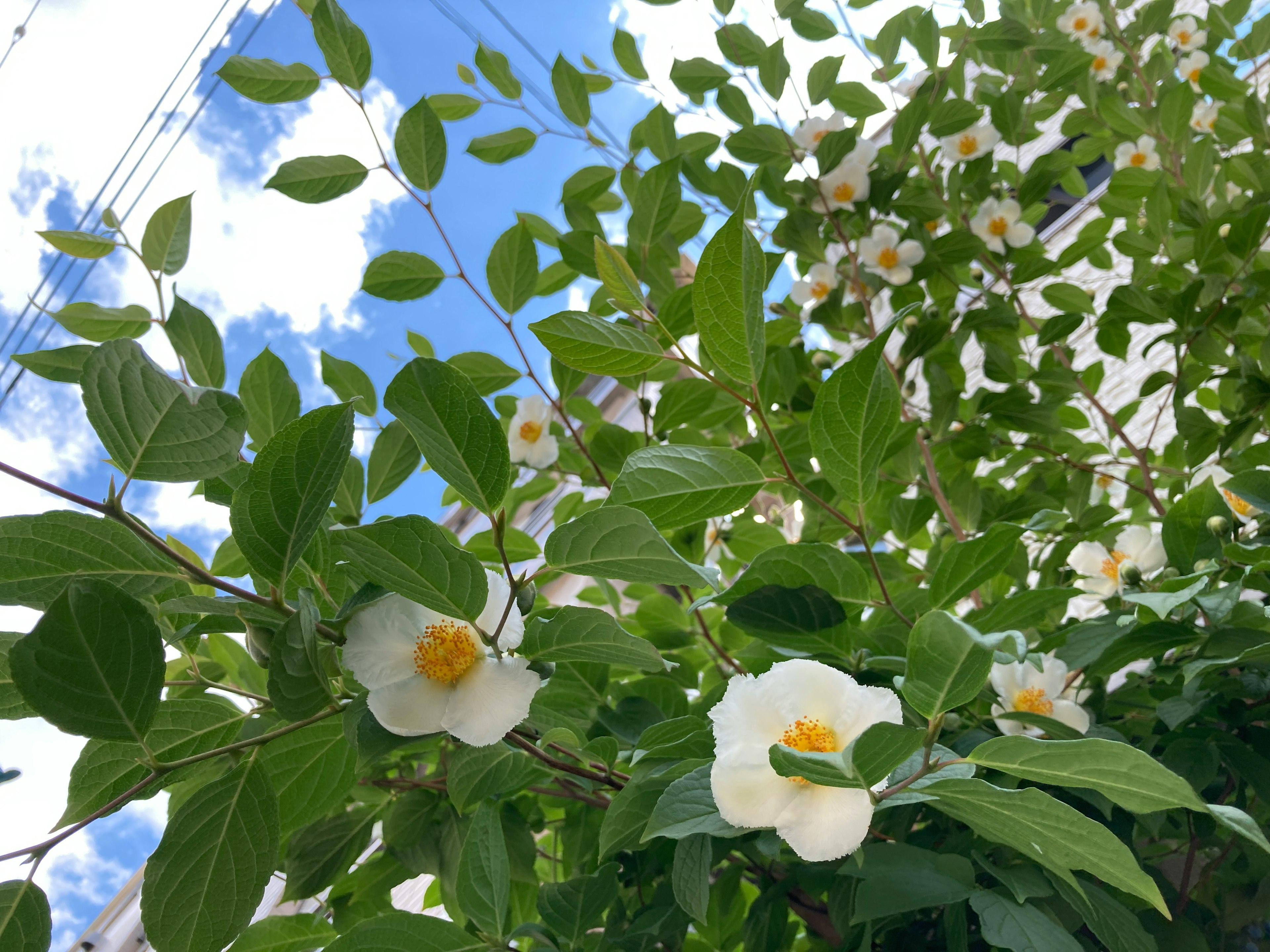 Fiori bianchi e foglie verdi sotto un cielo blu