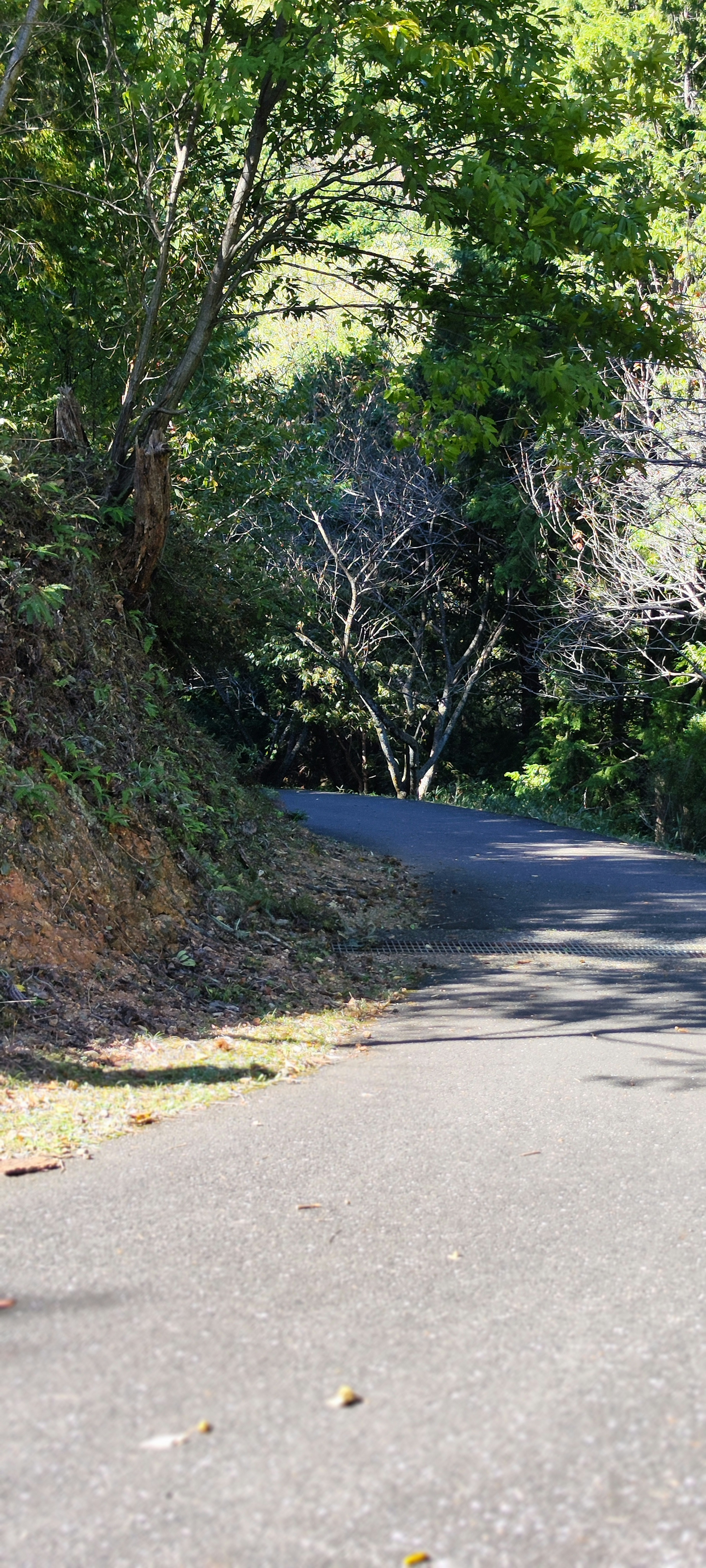 Strada curvilinea circondata da alberi verdi lussureggianti