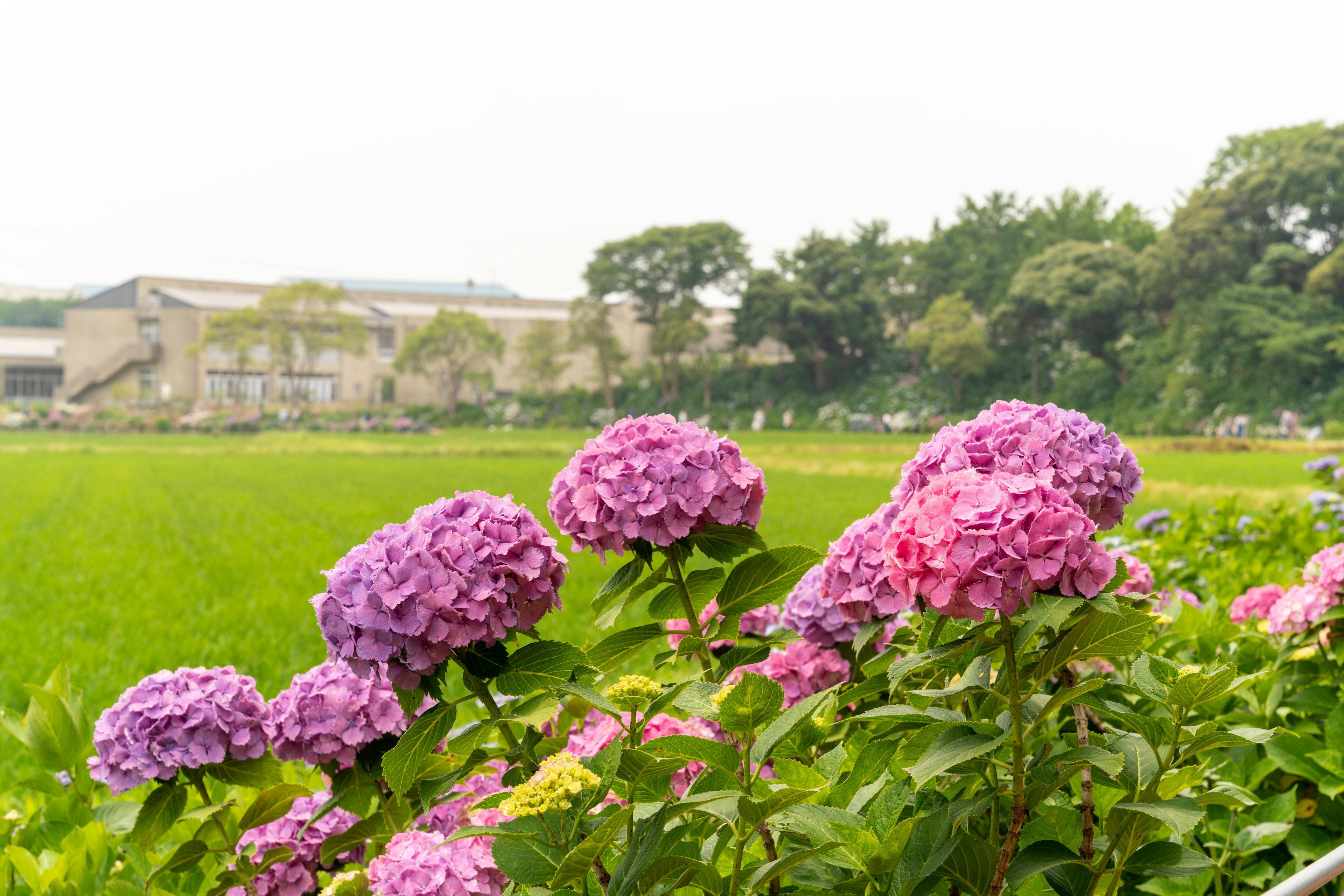 Hortensias moradas floreciendo en un paisaje rural con campos de arroz y árboles al fondo