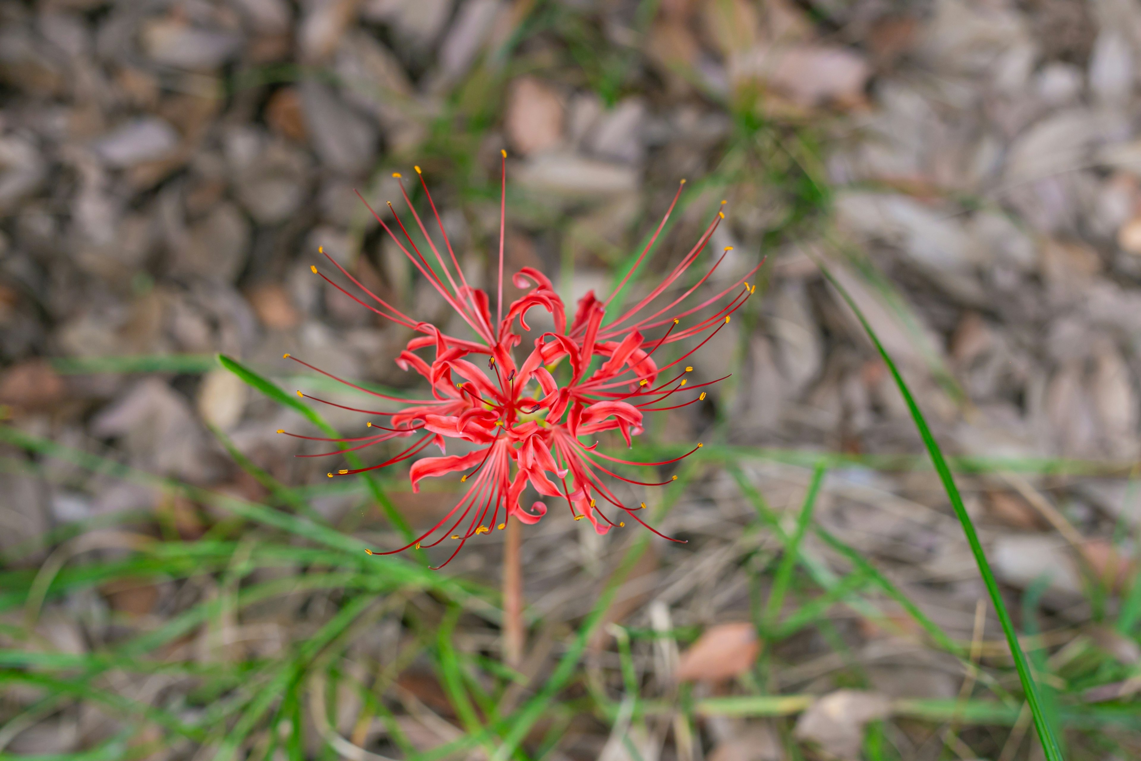 美しい赤い花が緑の草の中に咲いている