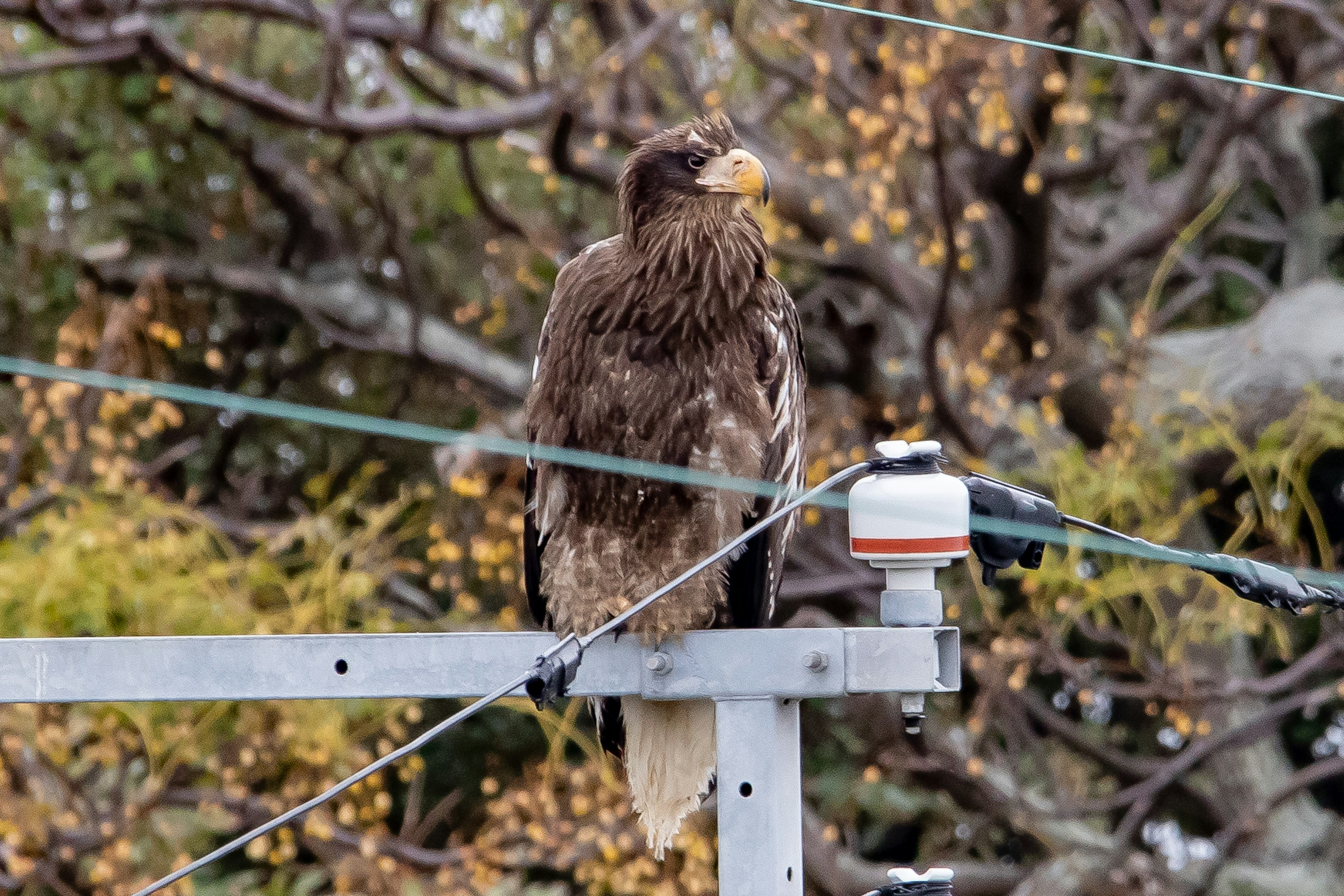 Grand aigle perché sur un poteau avec un feuillage d'automne en arrière-plan