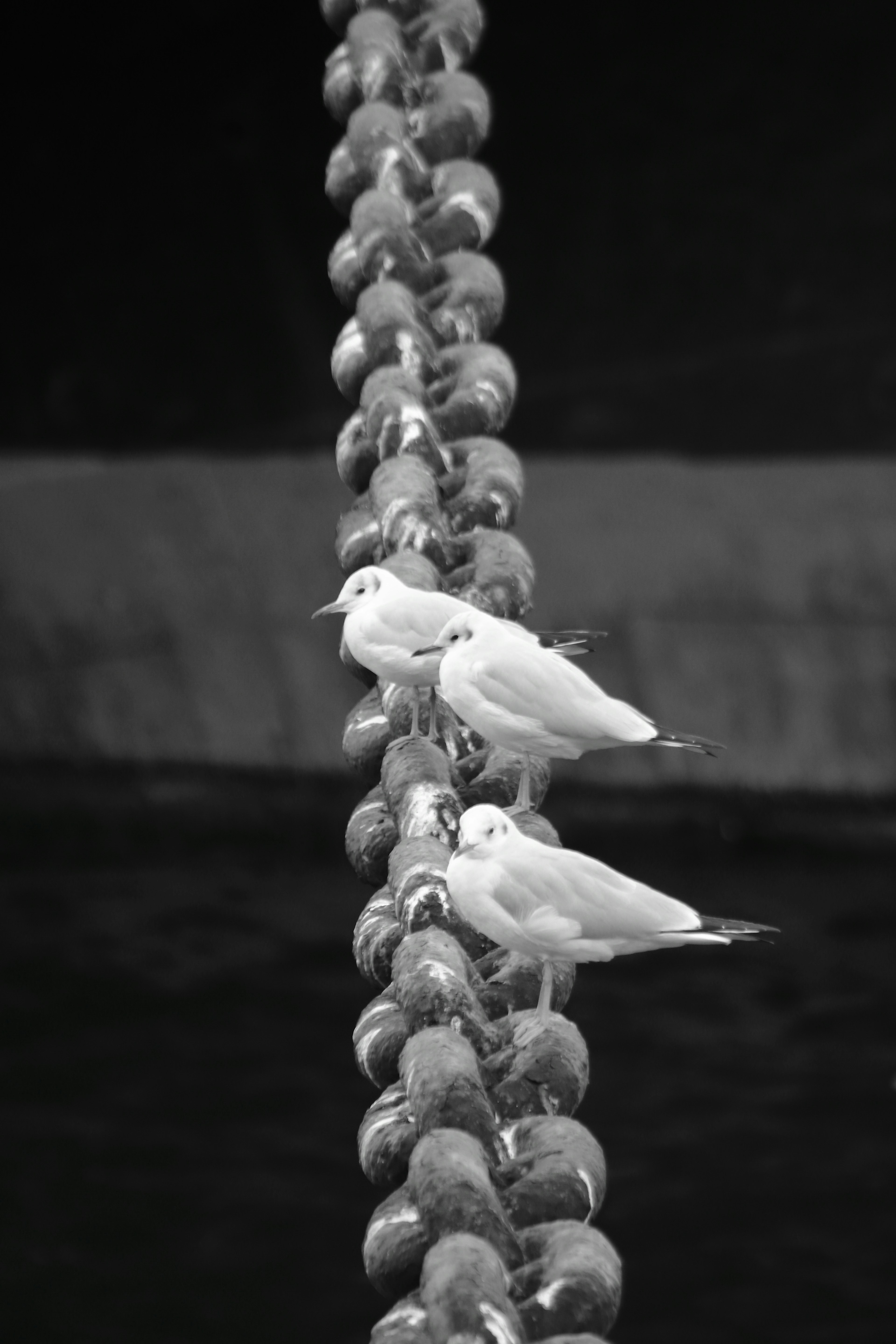 Drei weiße Vögel sitzen auf einer Kette in Schwarzweiß