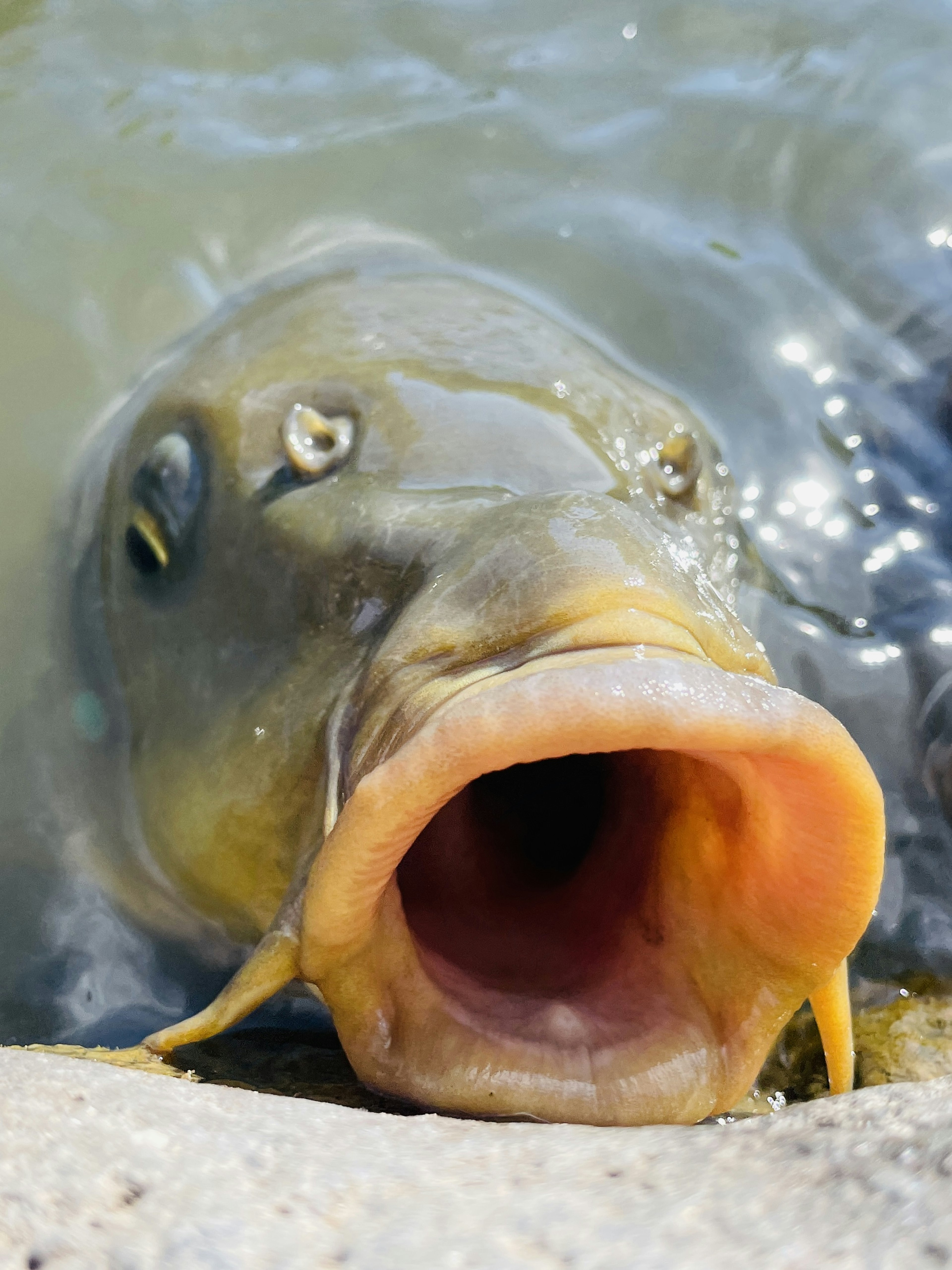 Foto en primer plano de un pez en el agua con una boca grande y ojos distintivos