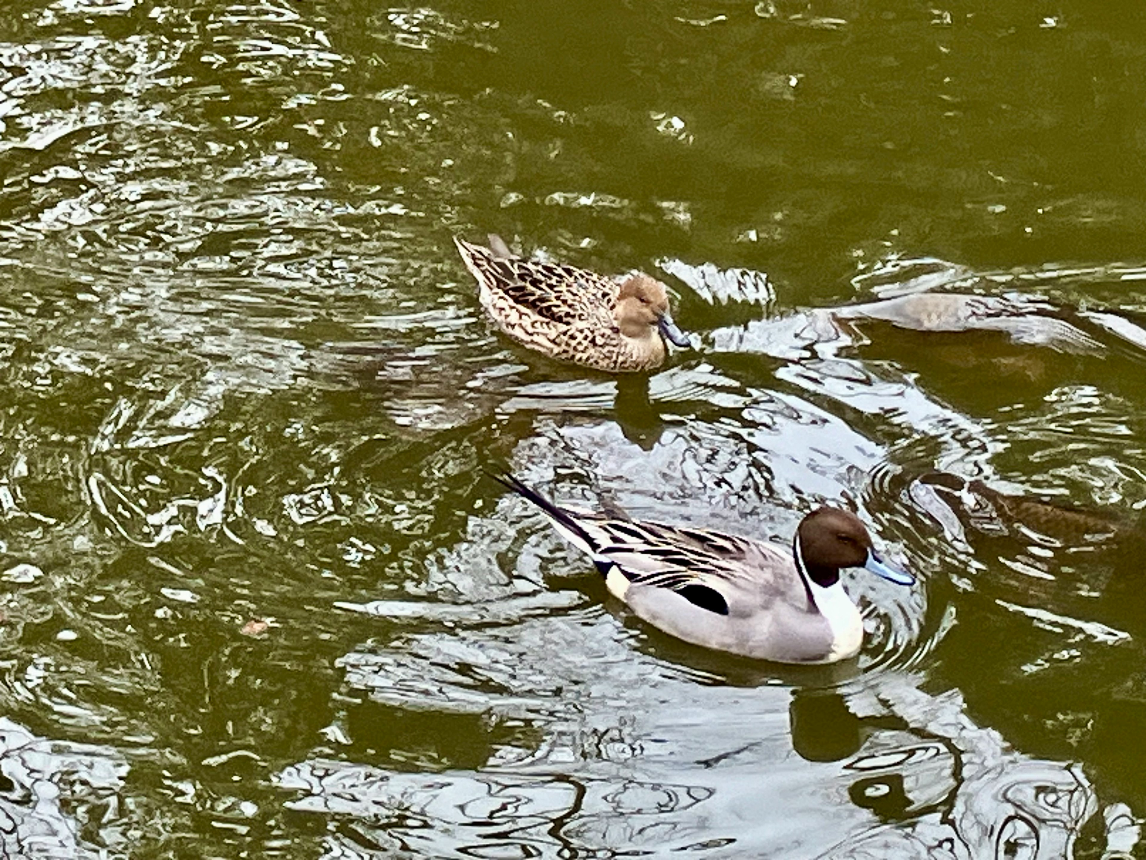 Imagen de dos patos flotando en la superficie del agua