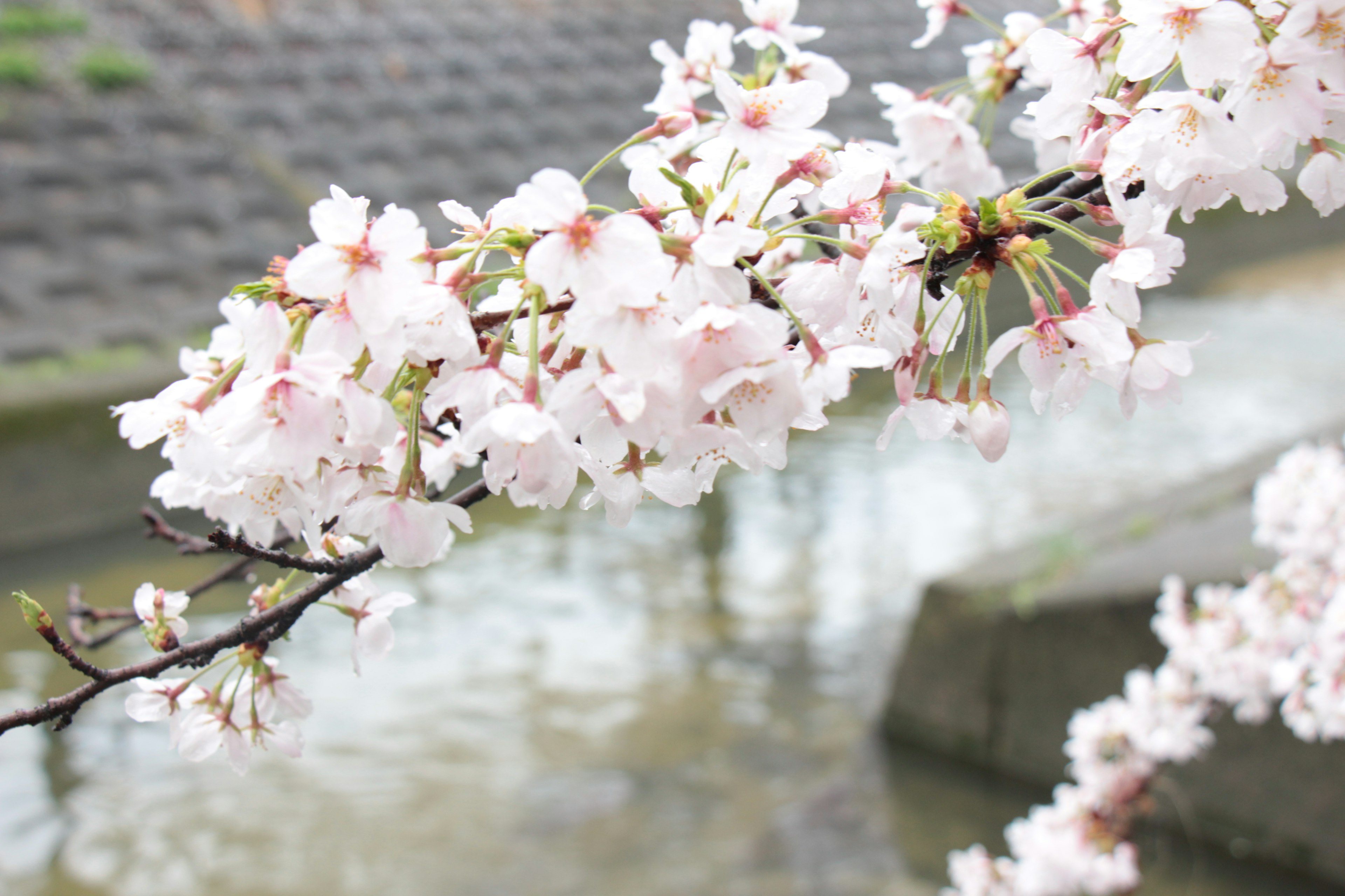 Rama de cerezo en flor con flores rosas sobre una superficie de agua