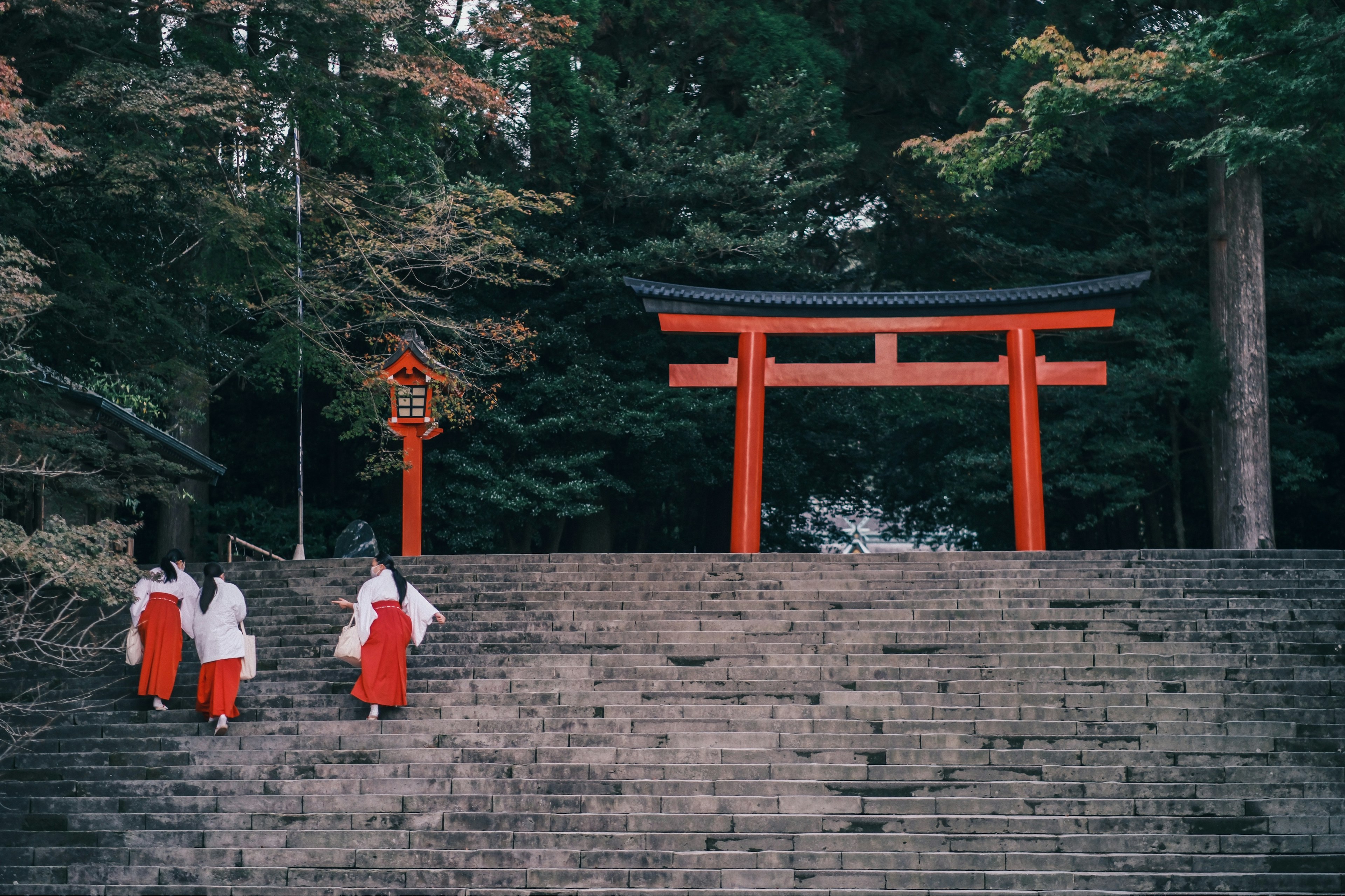 Wanita berpakaian jubah putih dan hakama merah berjalan menuju torii di hutan