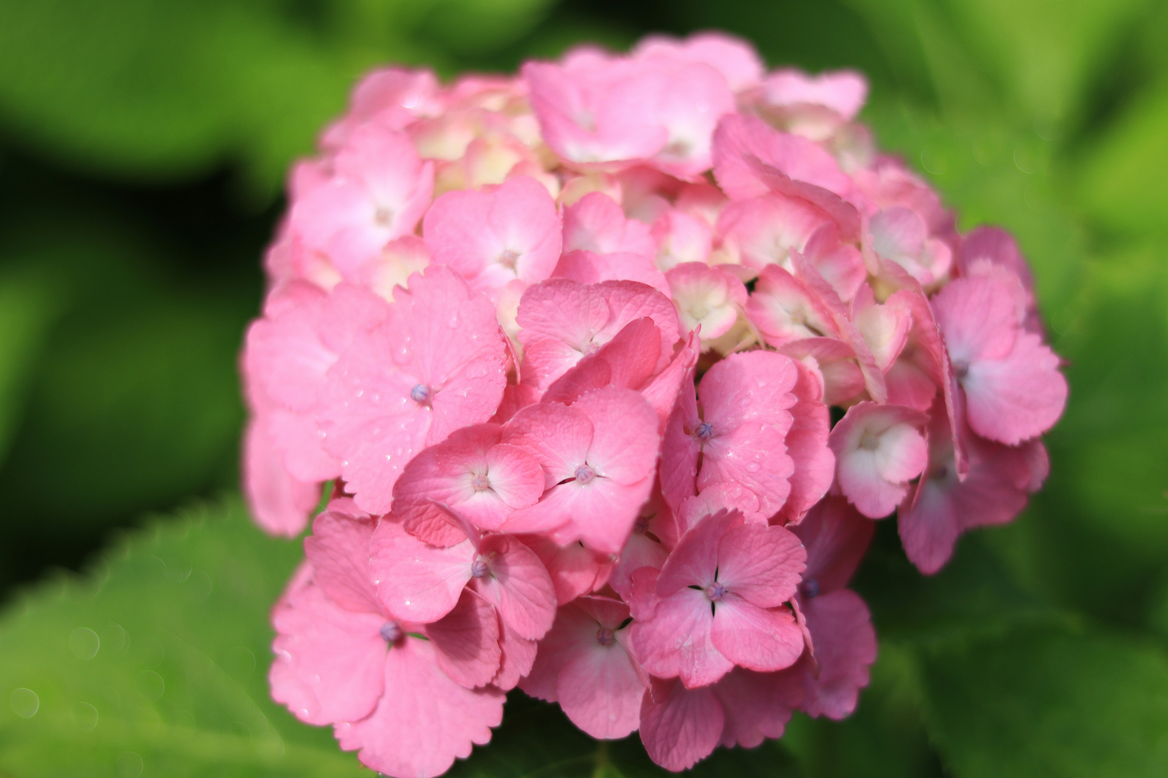 Bellissimo gruppo di fiori rosa circondato da foglie verdi