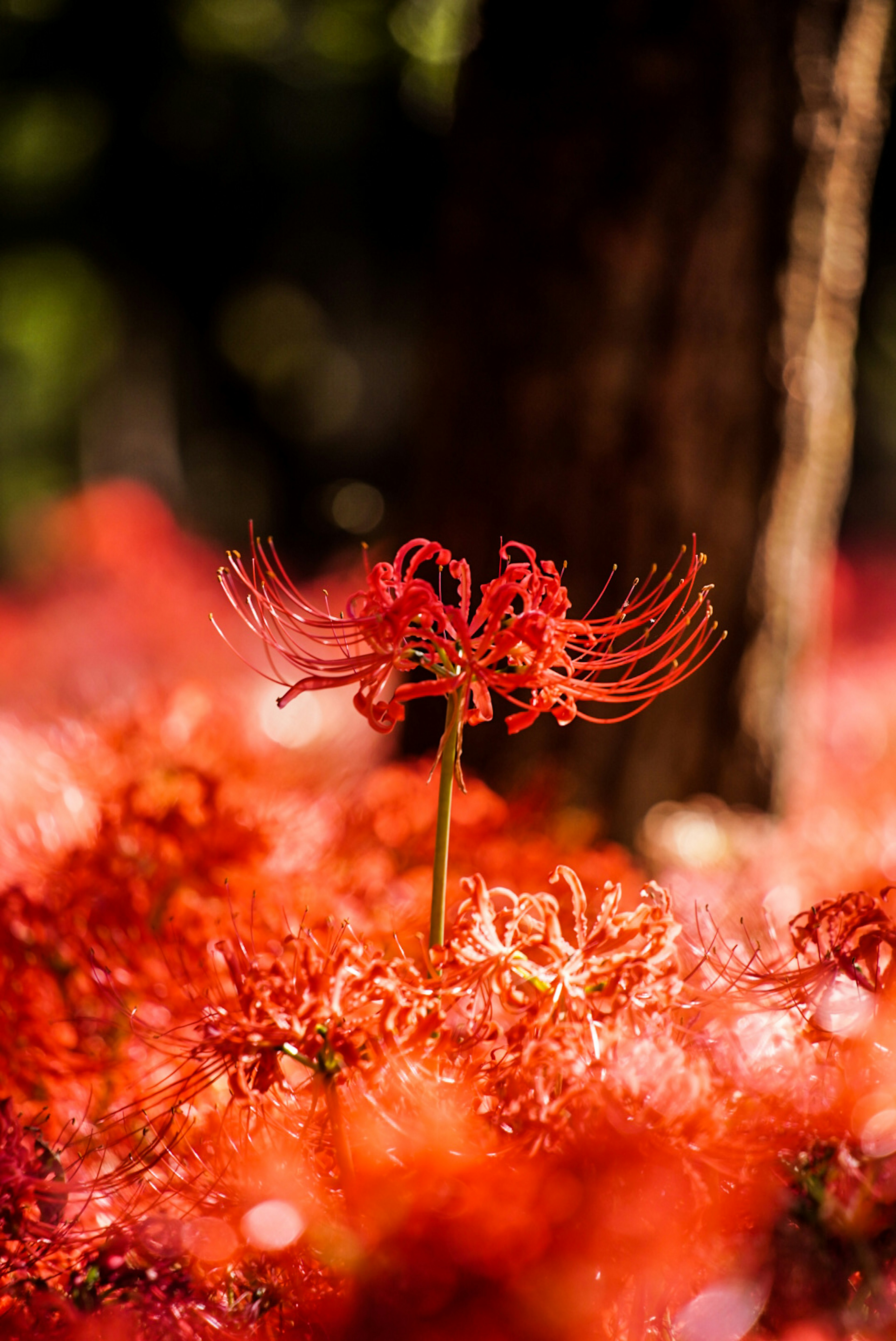 Un vibrante lirio araña rojo destaca entre un mar de flores rojas