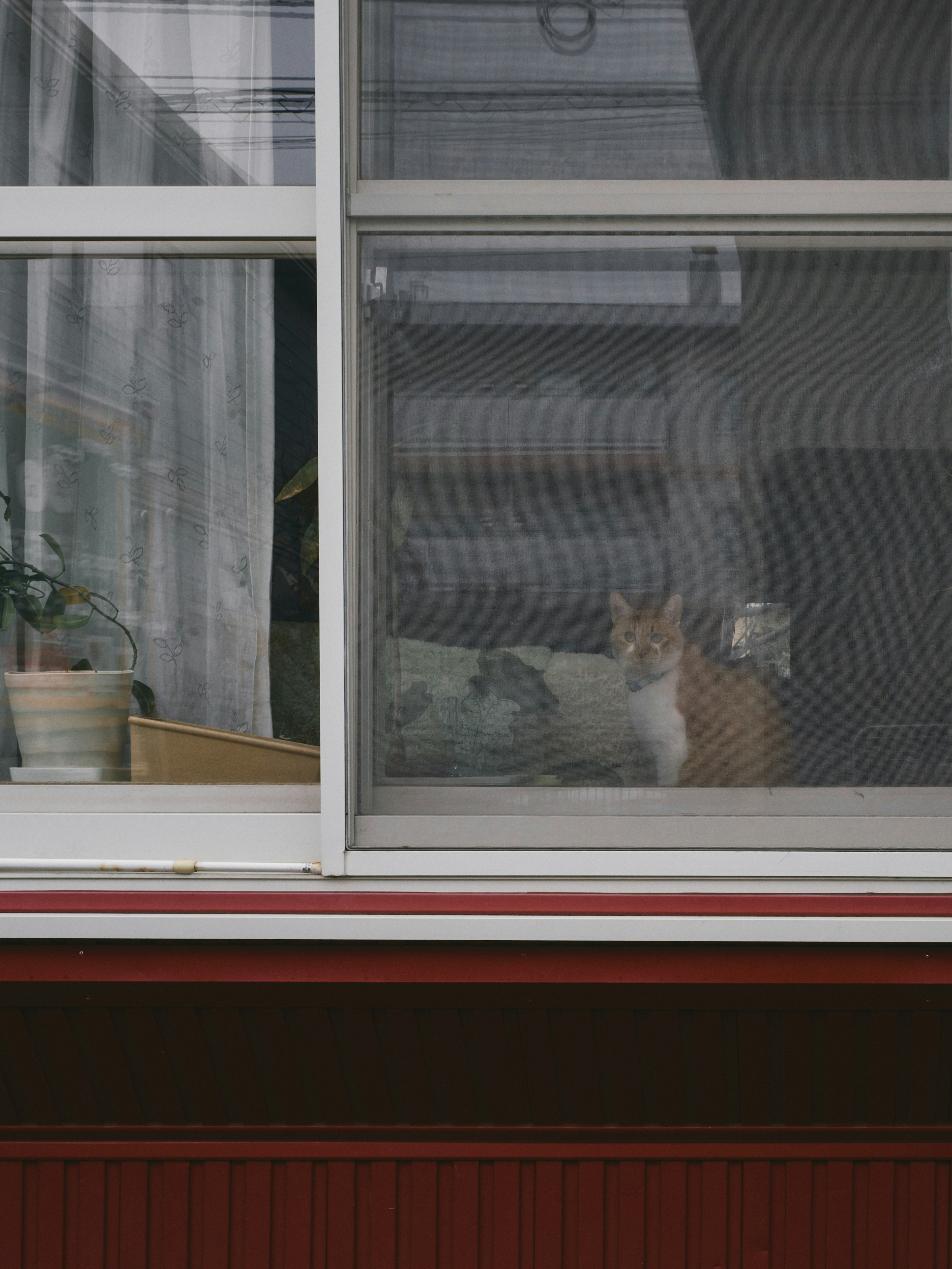 Eine braune Katze sitzt am Fenster mit Zimmerpflanzen