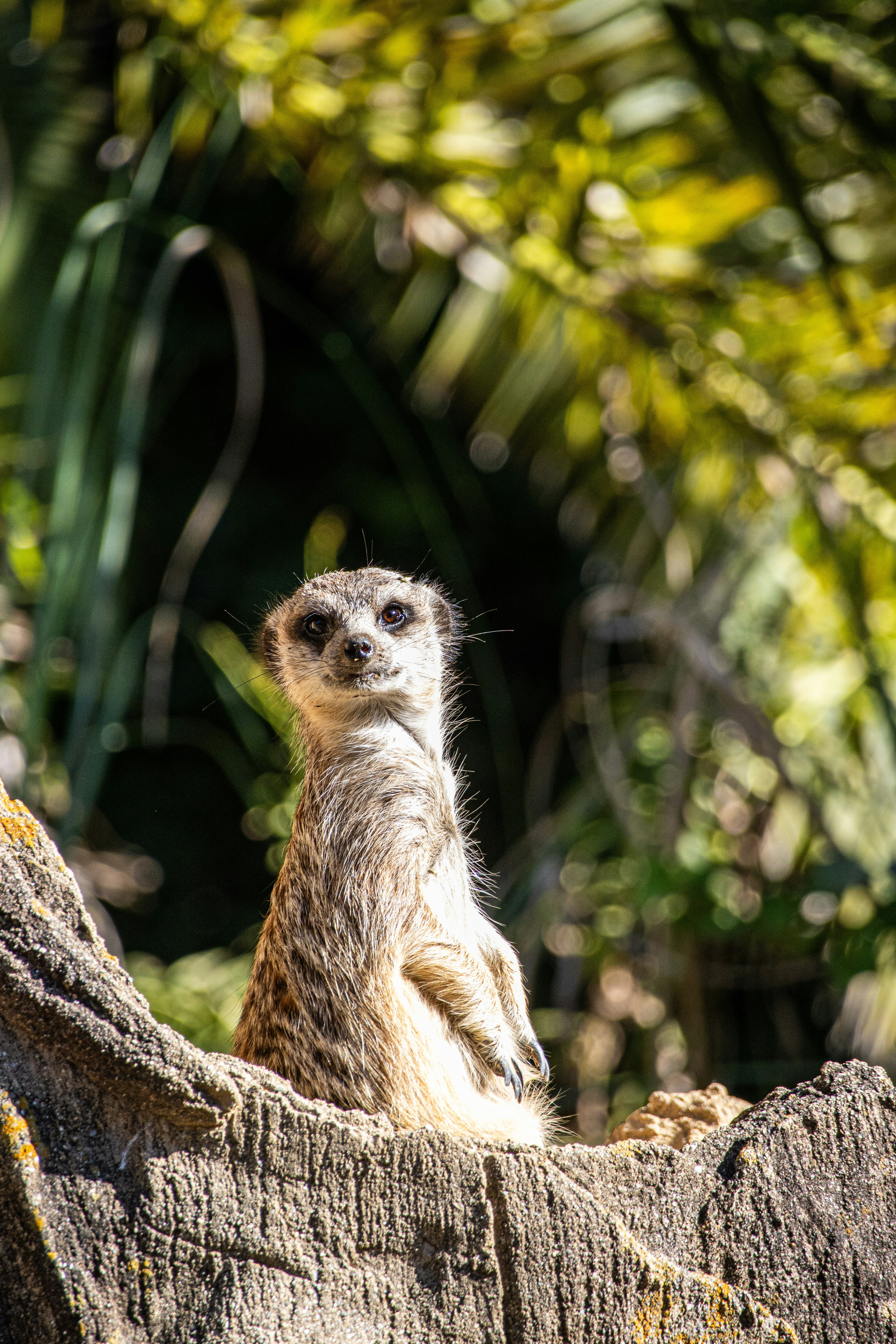 A meerkat sitting on a log with greenery in the background