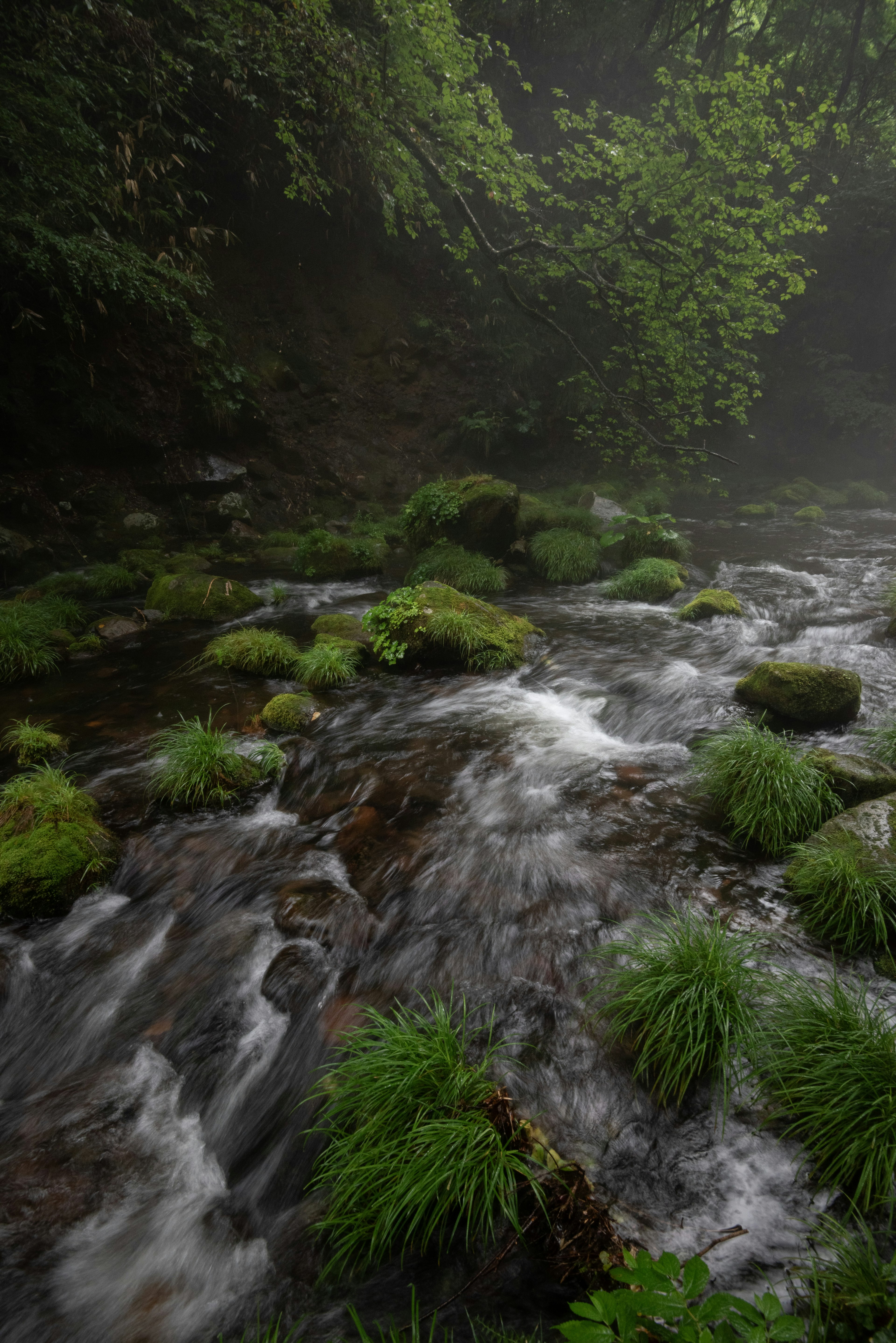 Un ruisseau brumeux avec de l'herbe verte luxuriante et des rochers moussus