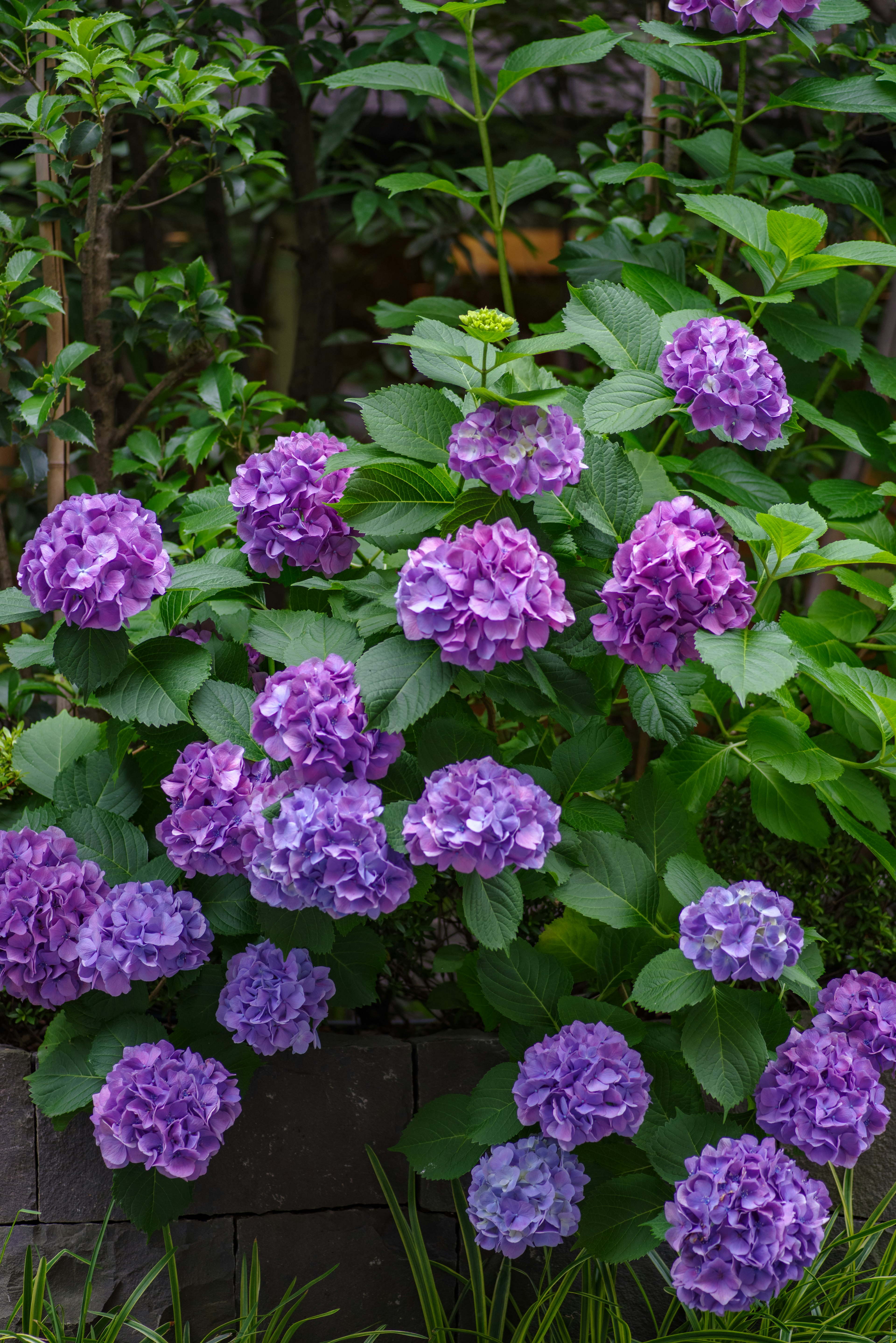 Grupo de flores de hortensia moradas en un jardín