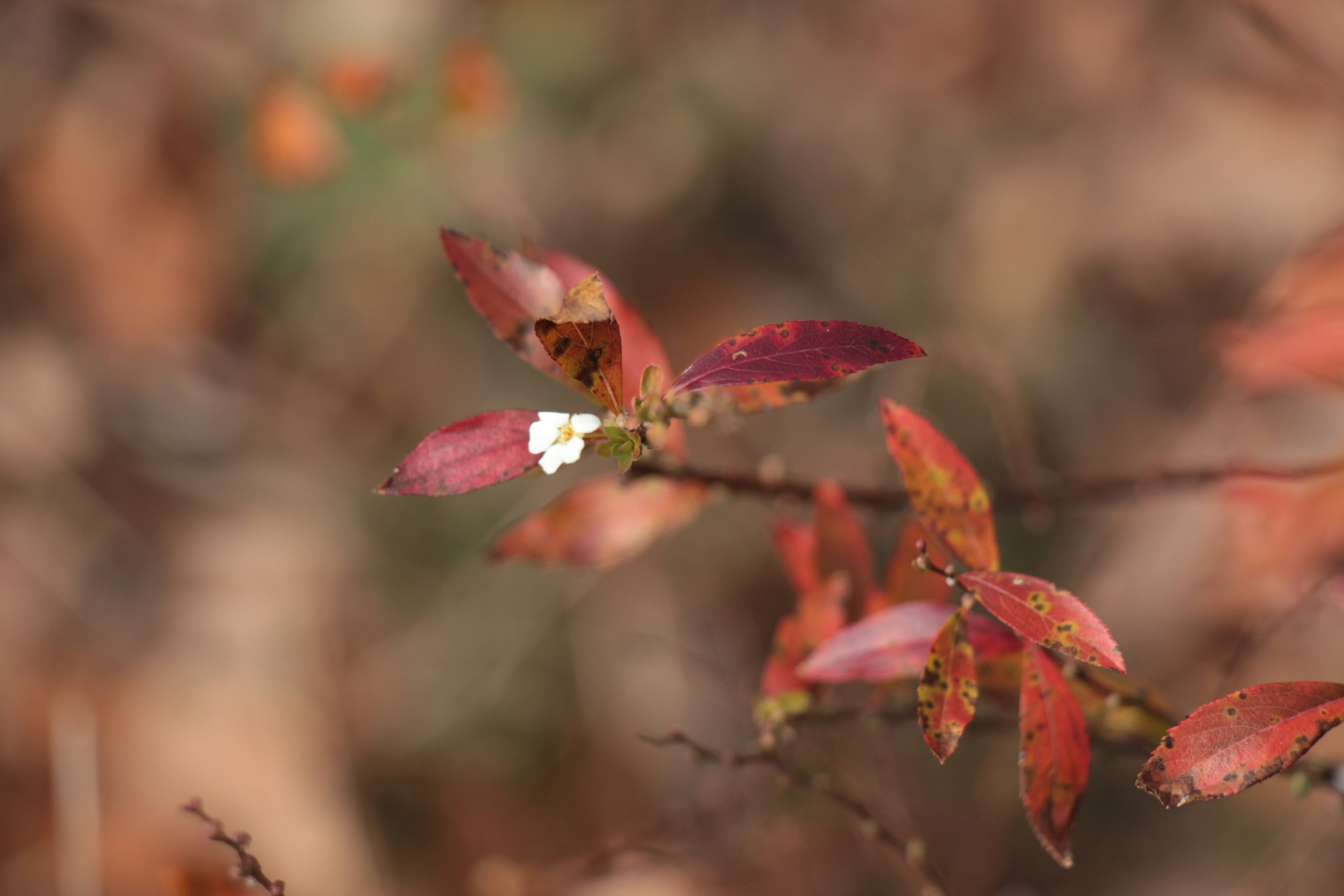 赤い葉と白い花が特徴的な植物のクローズアップ