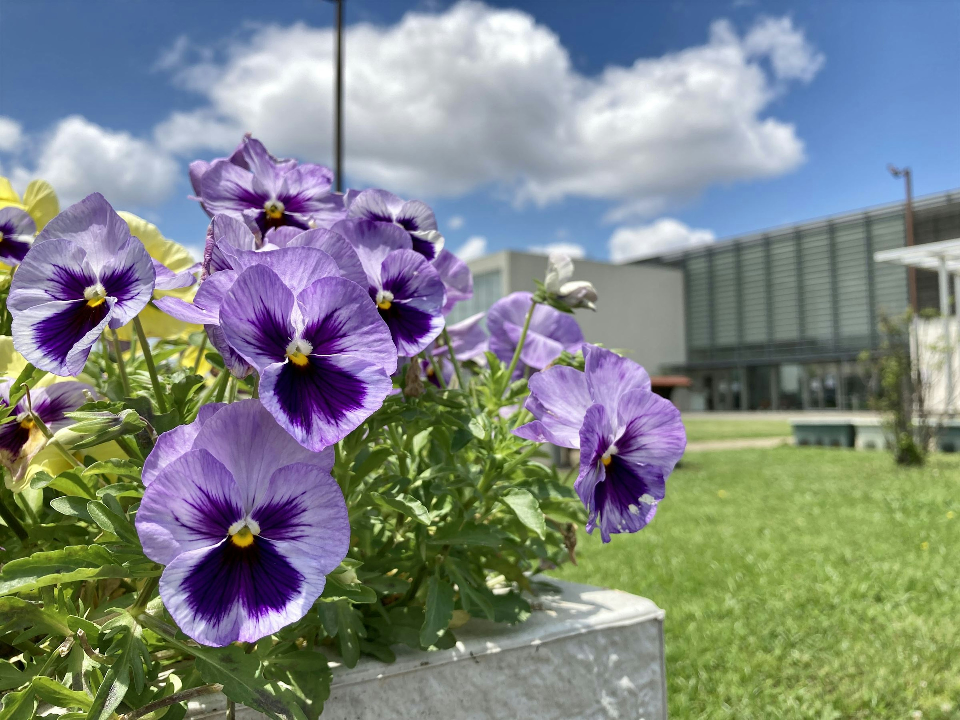 Fleurs de pensées violettes en fleurs sous un ciel bleu