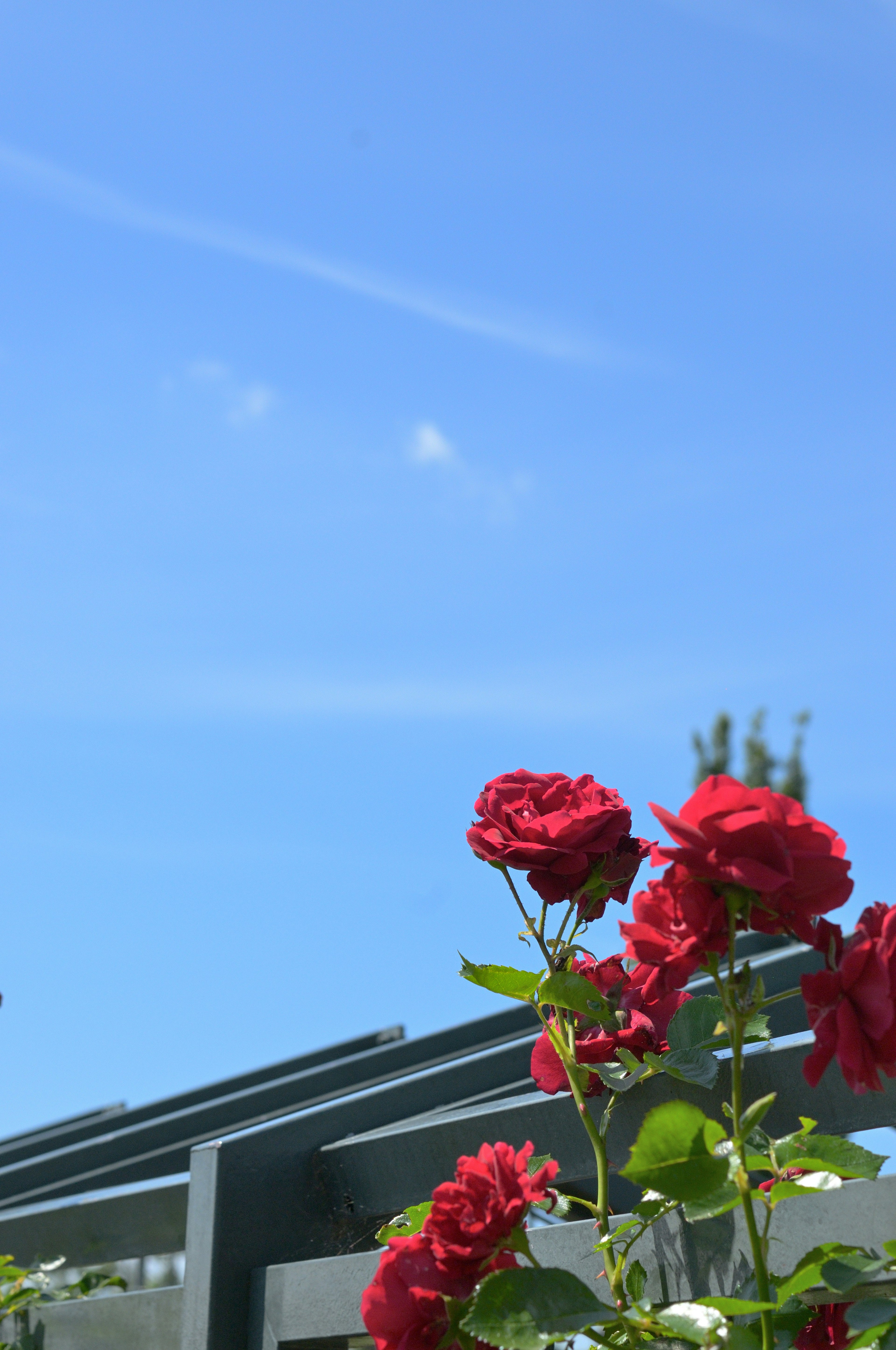 Red roses blooming under a clear blue sky