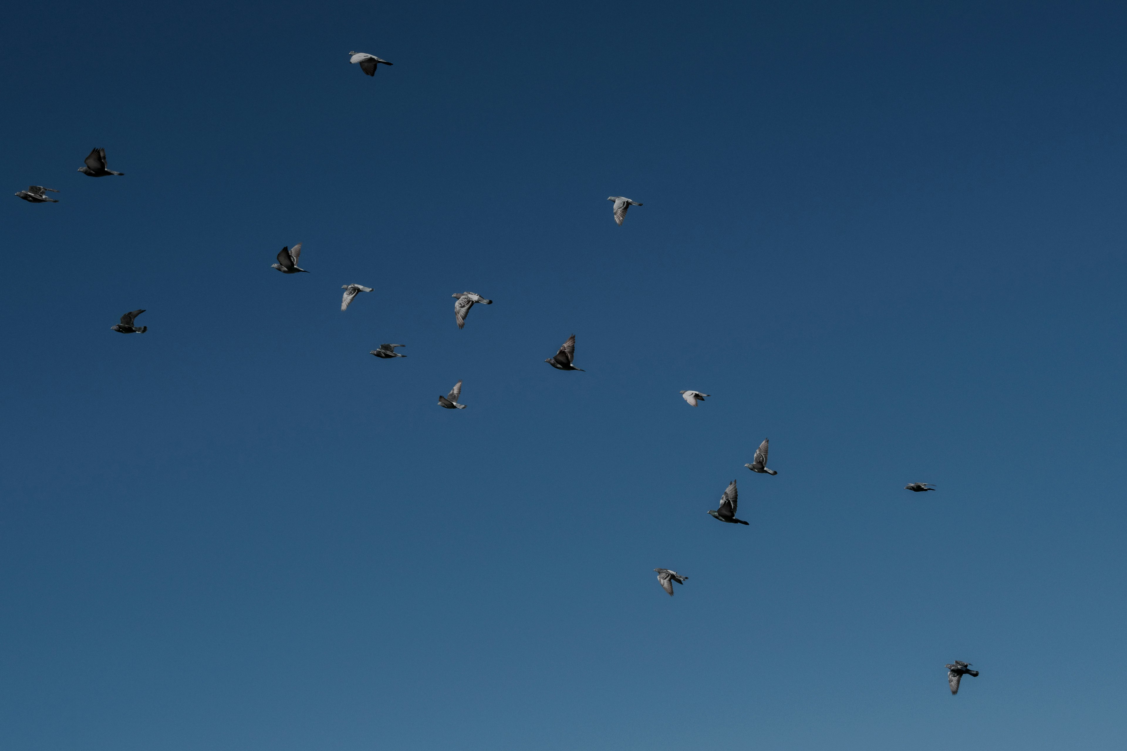 Numerous birds flying against a blue sky