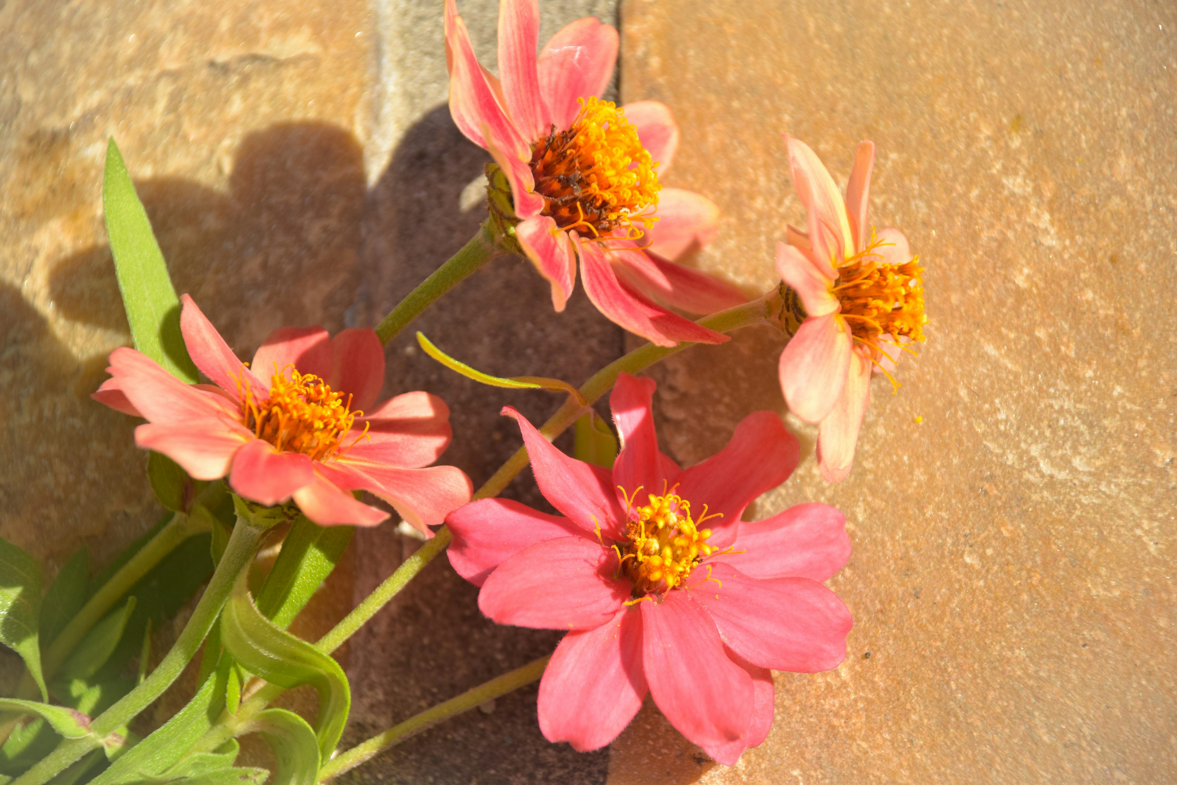 ピンクの花が石の上に置かれている