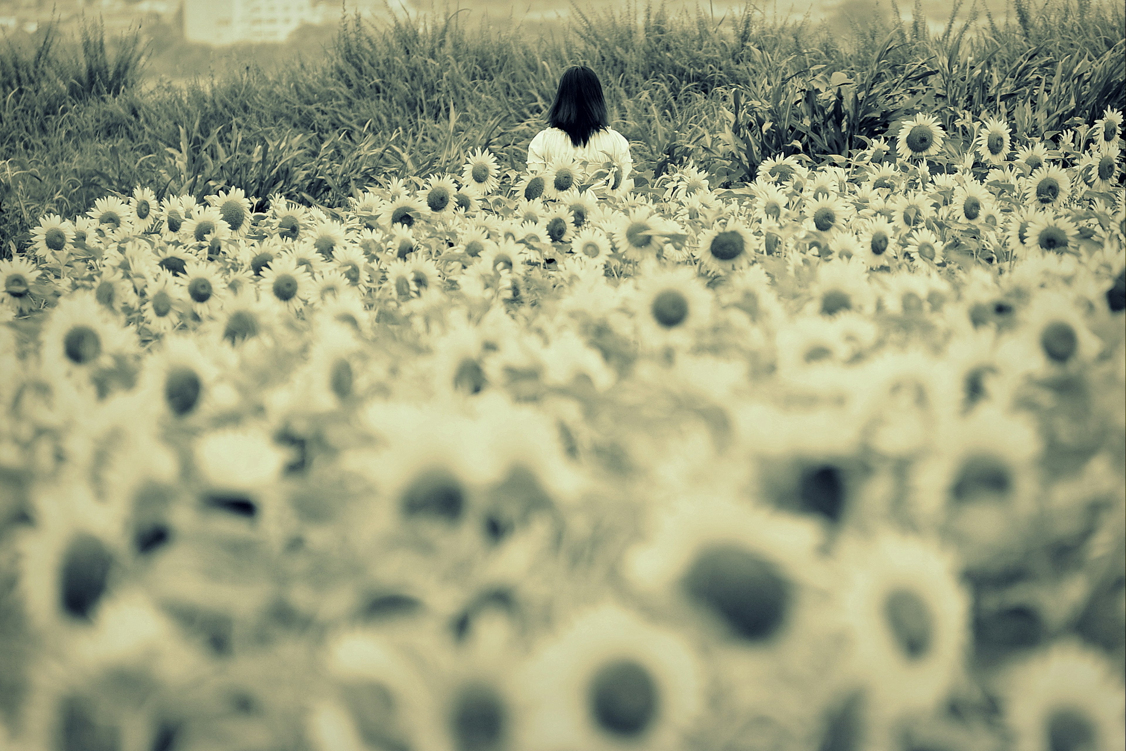 Silhouette d'une femme de dos dans un champ de tournesols