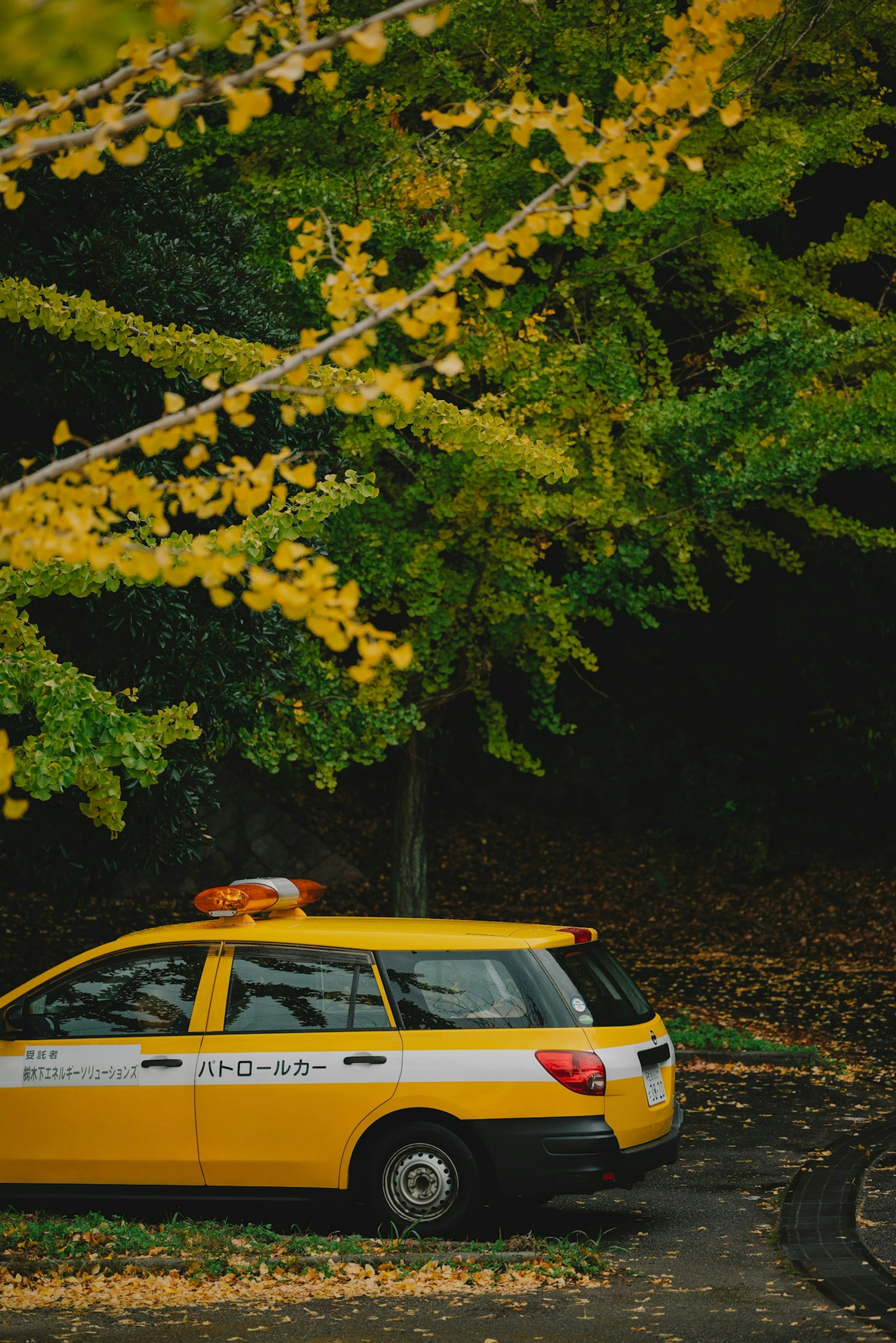 Yellow taxi parked under autumn trees