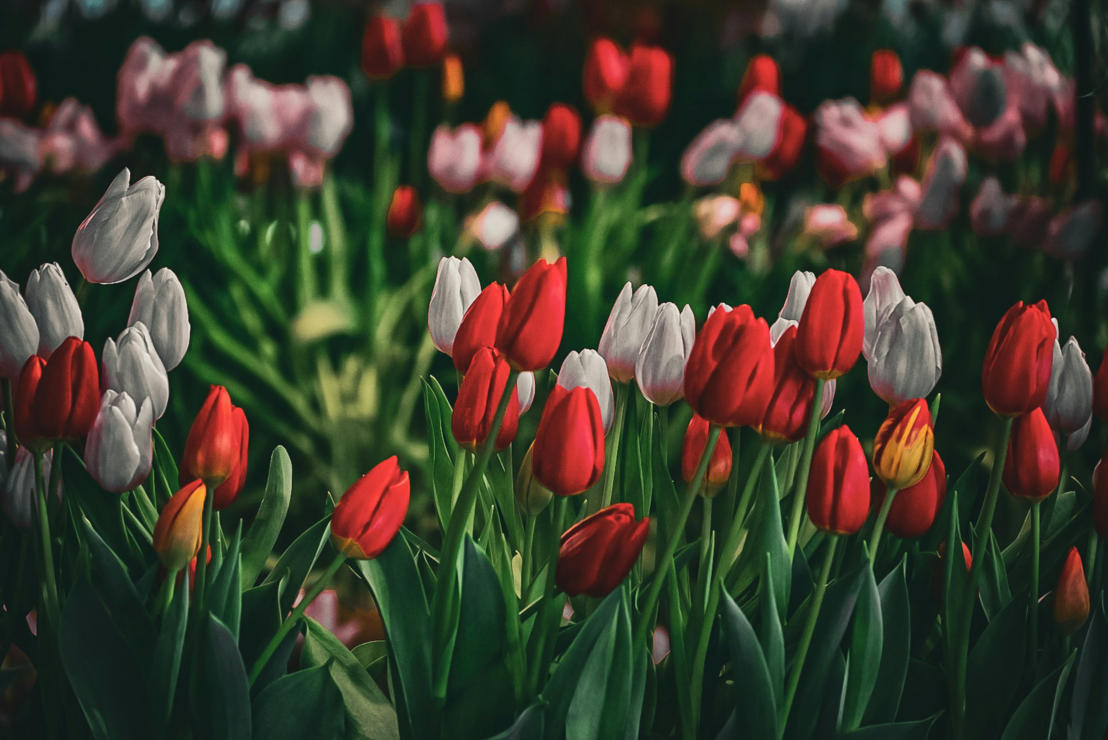 Un campo fiorito vibrante pieno di tulipani rossi e bianchi